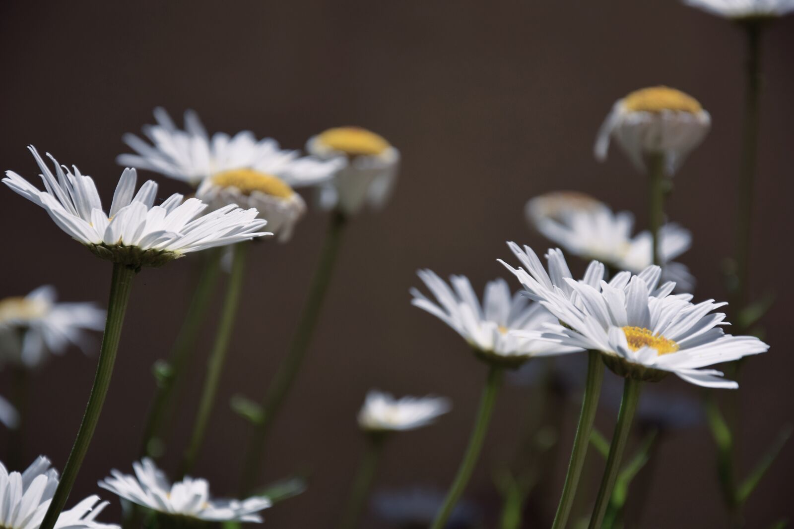 Nikon D3300 sample photo. Daisies, white daisies, white photography