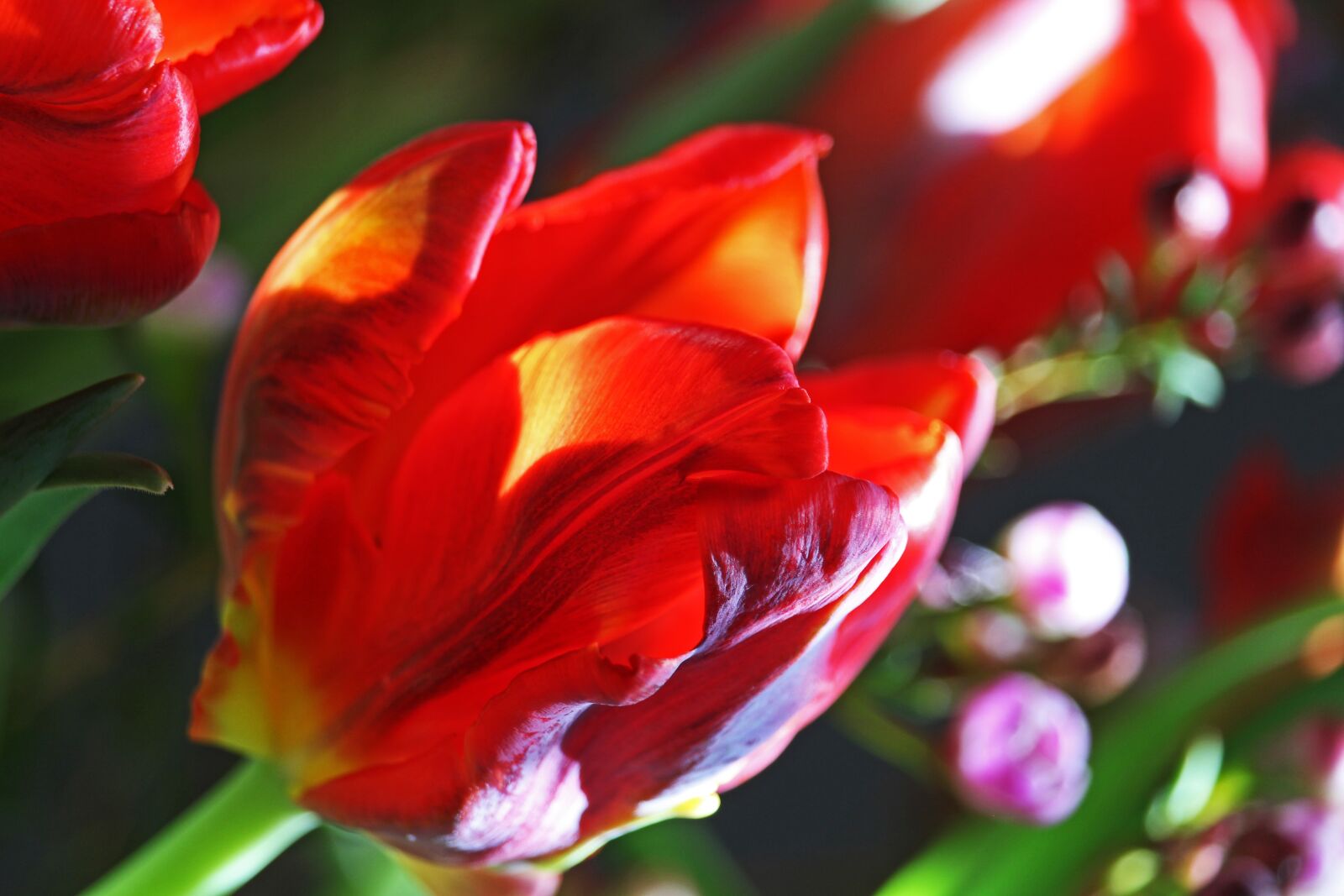 Canon EOS 700D (EOS Rebel T5i / EOS Kiss X7i) sample photo. Tulips, parrot tulips, spring photography