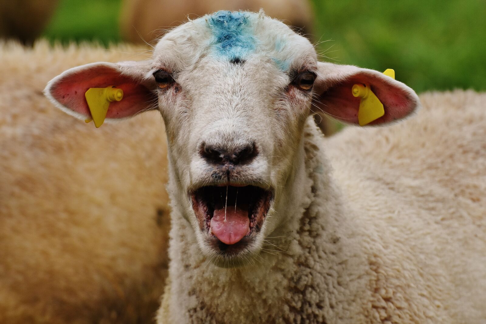 Nikon D7200 sample photo. Sheep, animal, meadow photography