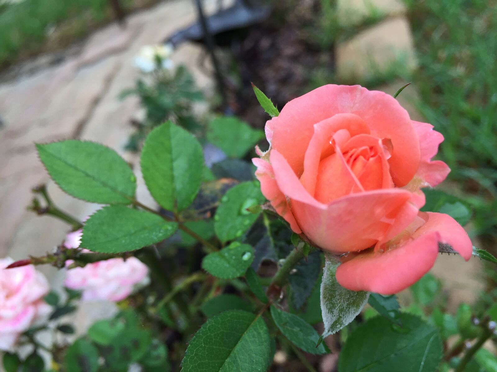 Apple iPhone 6 + iPhone 6 back camera 4.15mm f/2.2 sample photo. Rose, garden, blossom photography