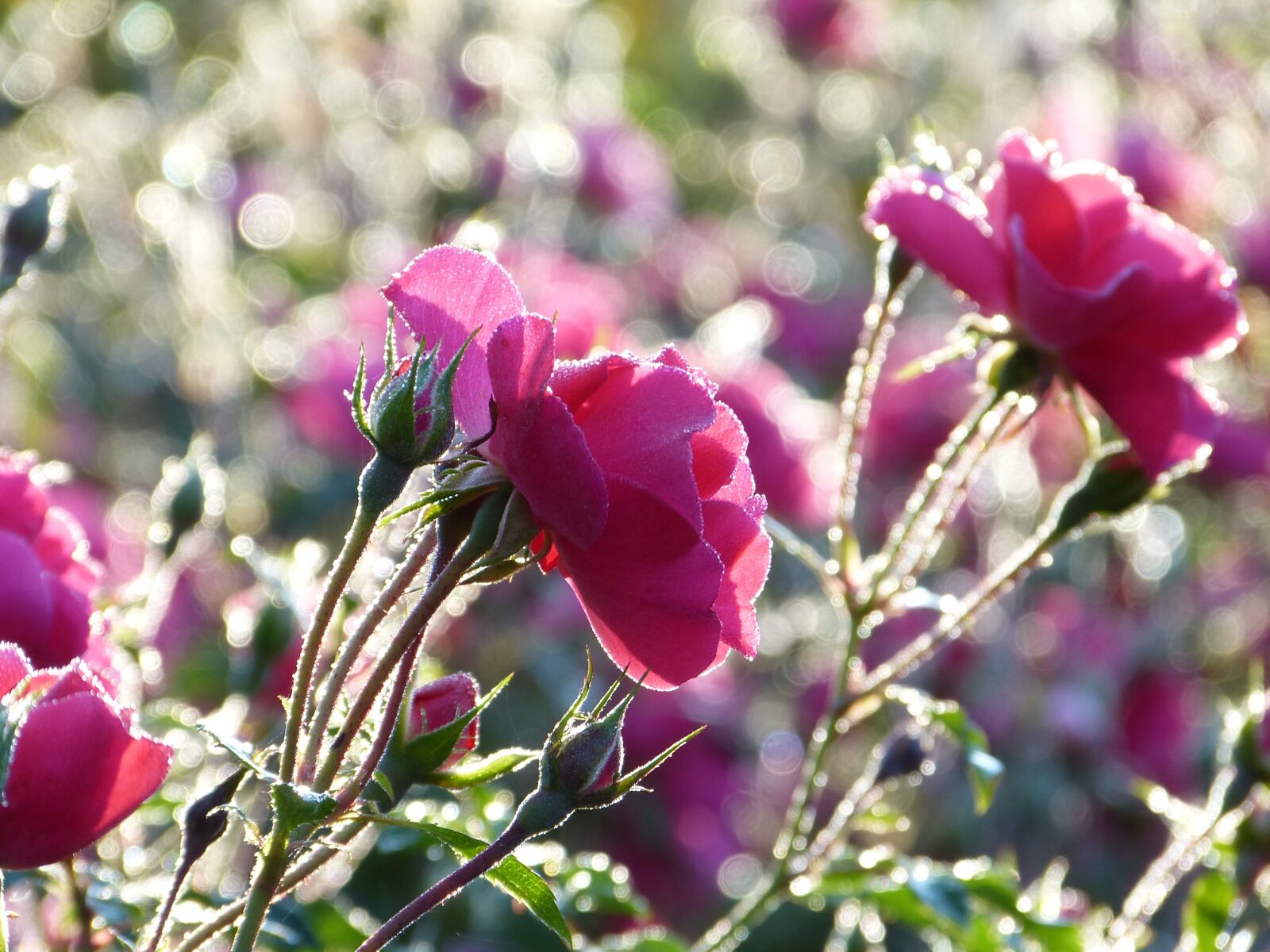 Panasonic Lumix DMC-FZ150 sample photo. Rose, bed of roses photography