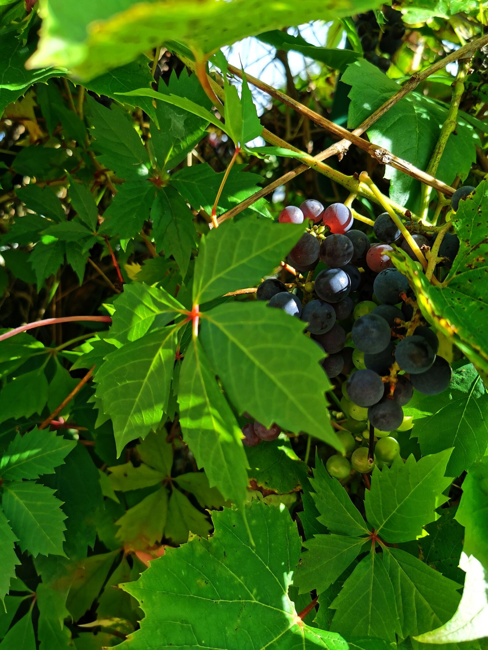 HUAWEI VOG-L29 sample photo. Nature, landscape, poland photography