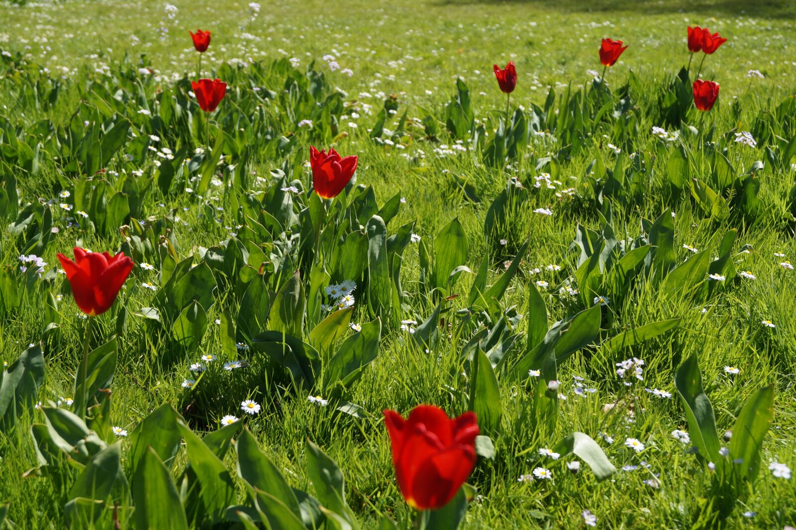 Sony DT 18-55mm F3.5-5.6 SAM II sample photo. Flowers, red, meadow photography