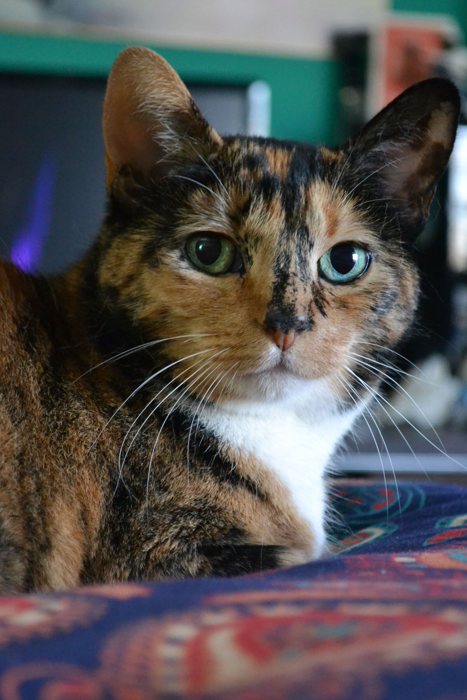 Nikon D3100 sample photo. Cat, portrait, animal photography
