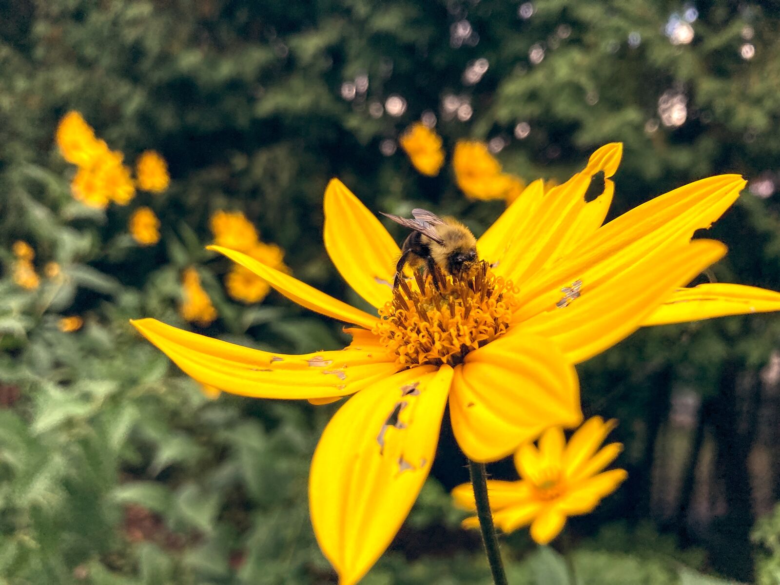 Apple iPhone SE (2nd generation) sample photo. Flower, yellow, bee photography