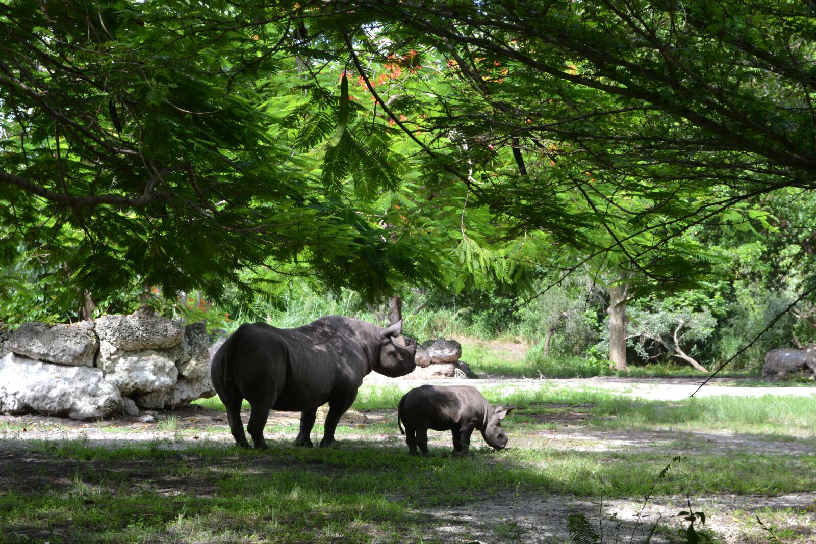 Nikon D3100 sample photo. Rhino, animals, nature photography