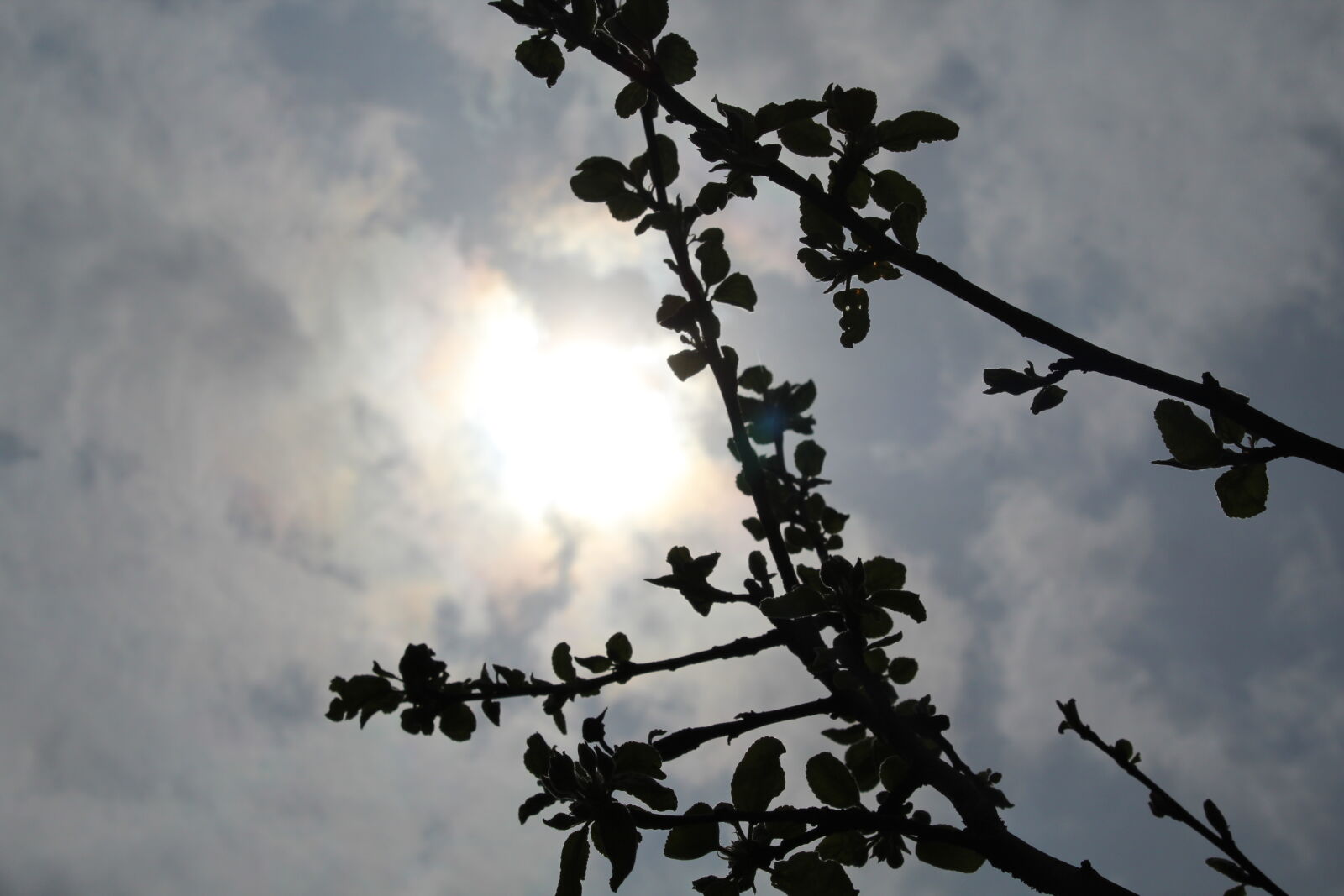 Canon EOS 1300D (EOS Rebel T6 / EOS Kiss X80) sample photo. Apple, tree, branch, clouds photography