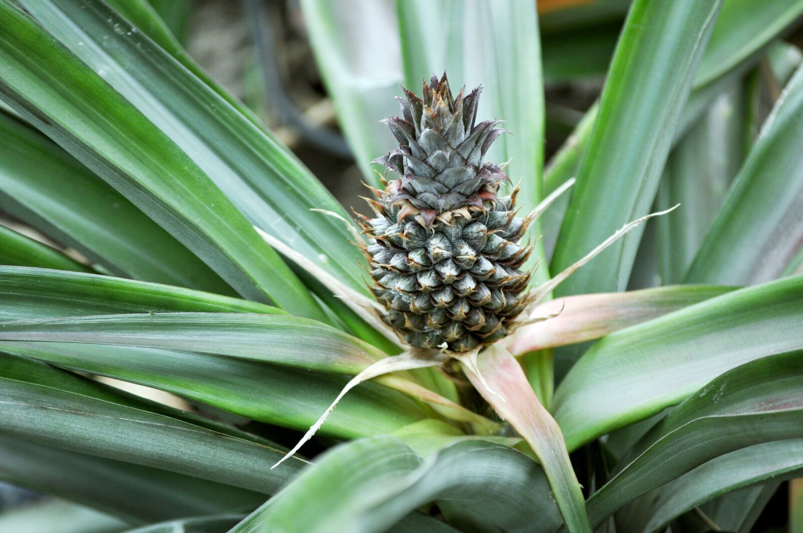 Nikon D5000 sample photo. Pineapple, fruit, tropical photography