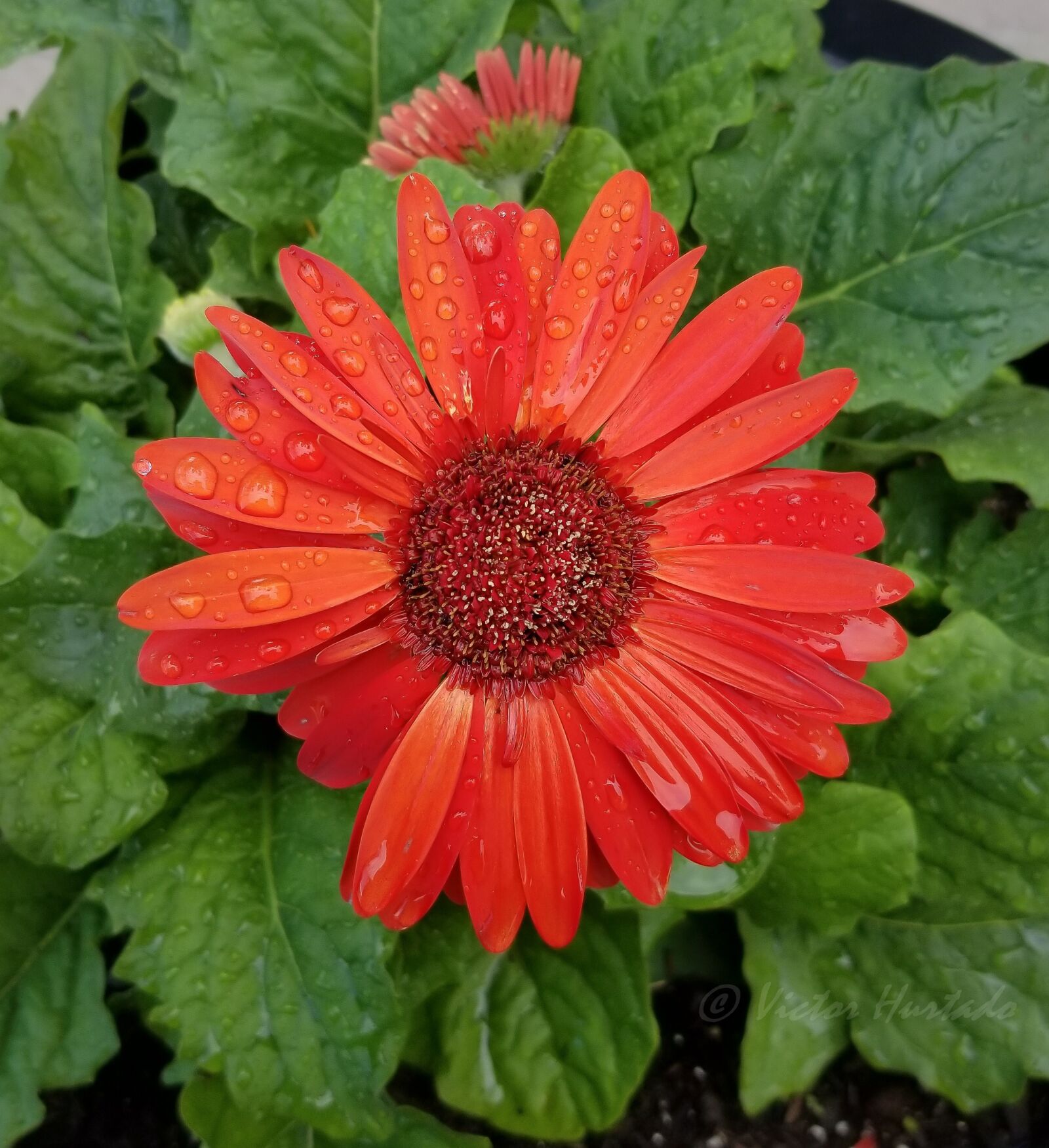 Samsung Galaxy S8+ sample photo. Flower, red flower, rain photography