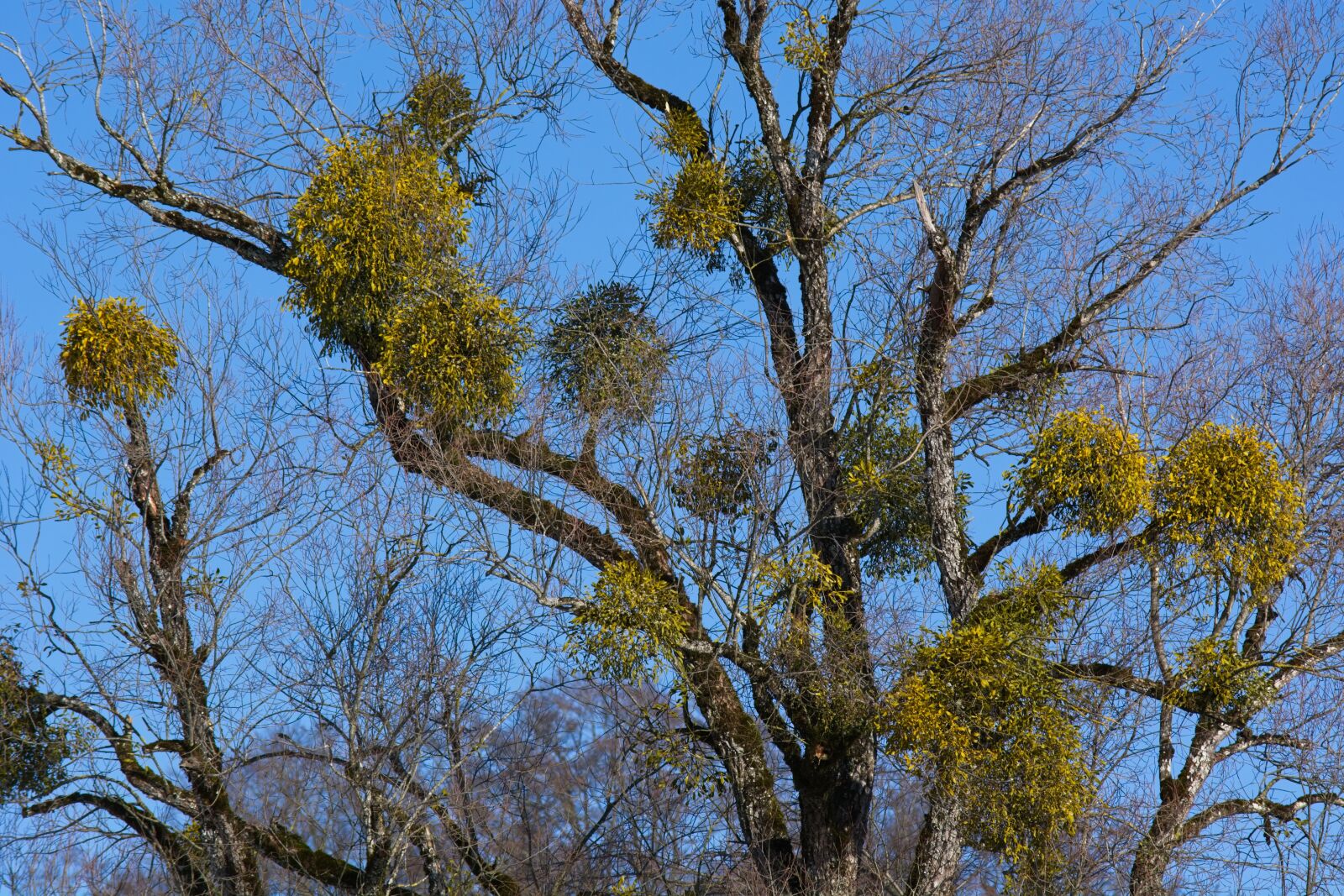 Nikon D7100 sample photo. Mistletoe, tree, green photography