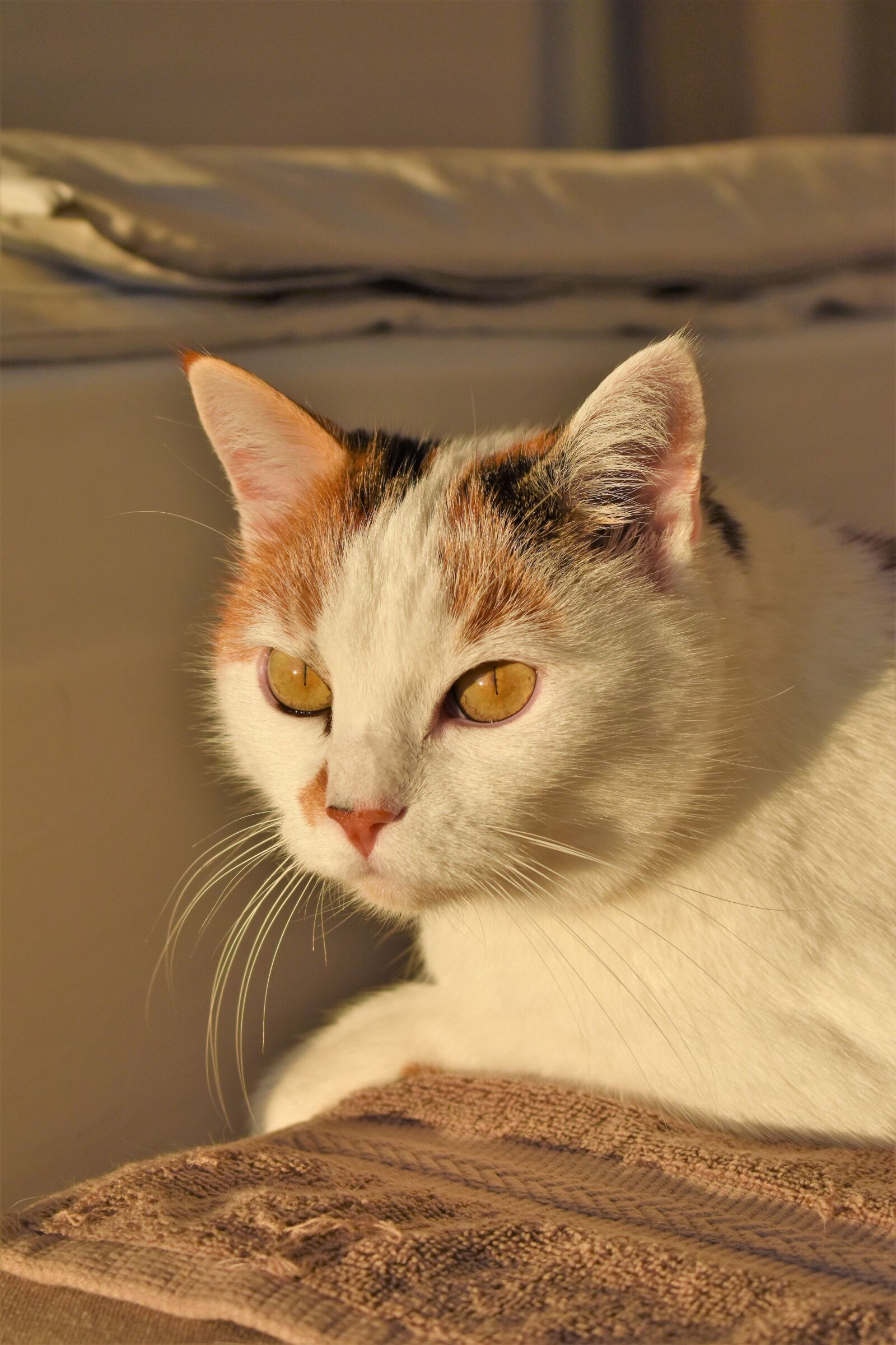 Nikon D5500 sample photo. Cat, white, animal photography