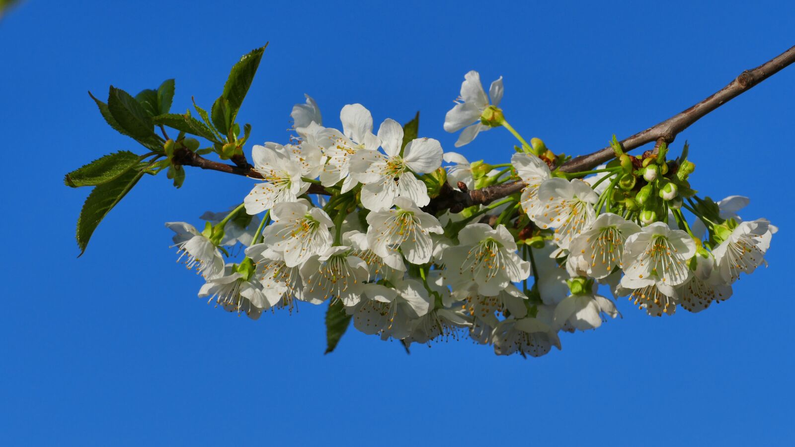 Panasonic Lumix DMC-FZ1000 sample photo. Cherry, flowers, spring photography