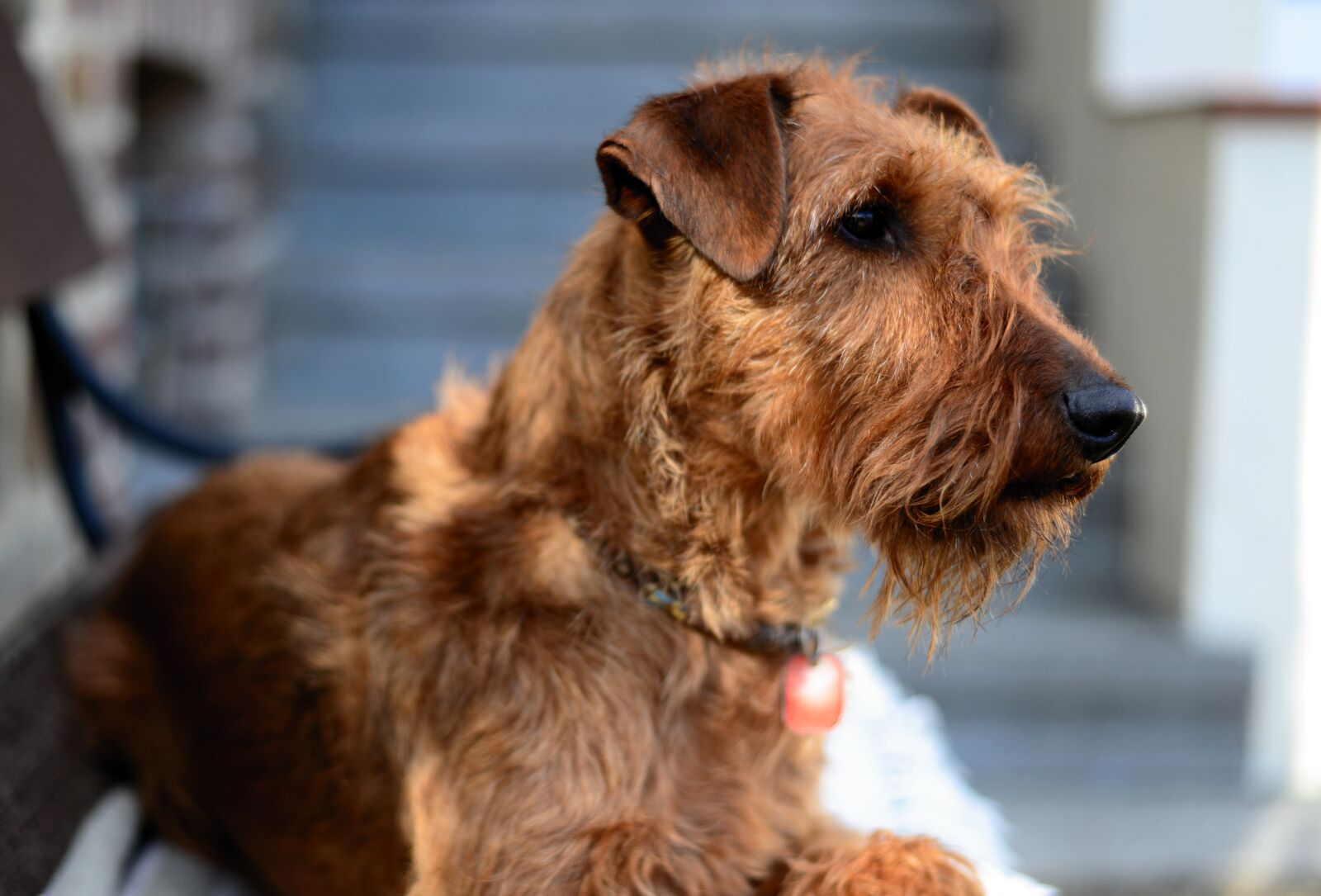Nikon D610 sample photo. Dog, irish terrier, terrier photography