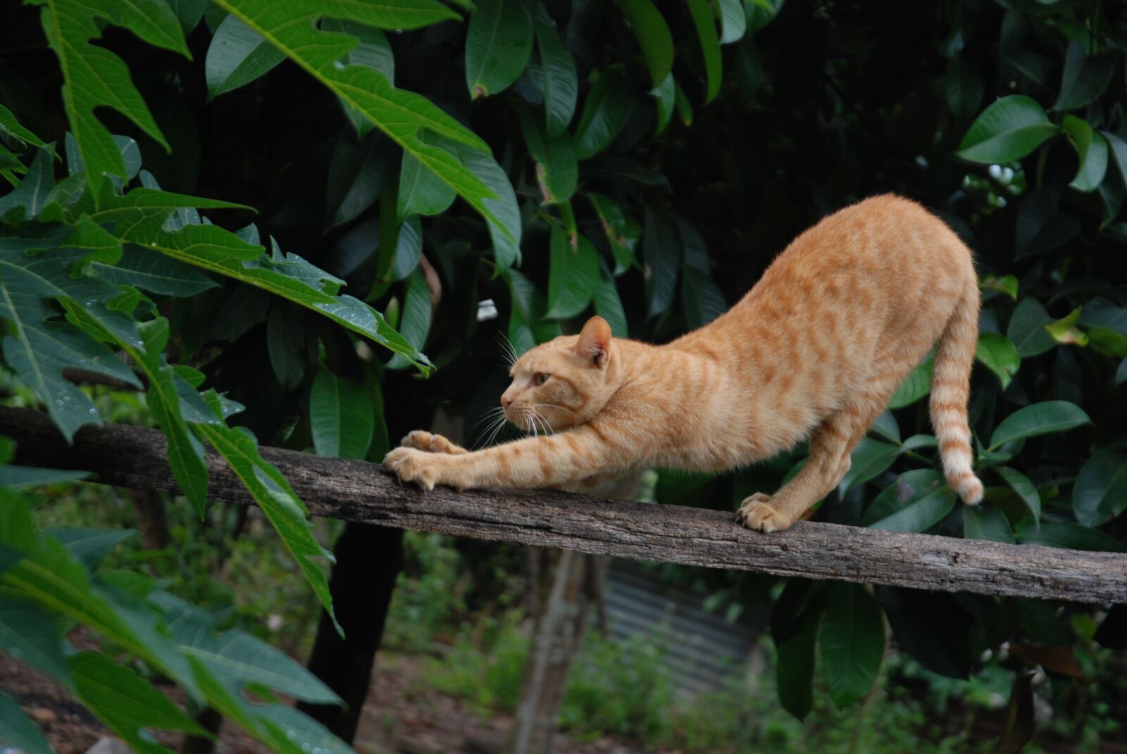 Nikon D80 sample photo. Cat, hairy, animal photography