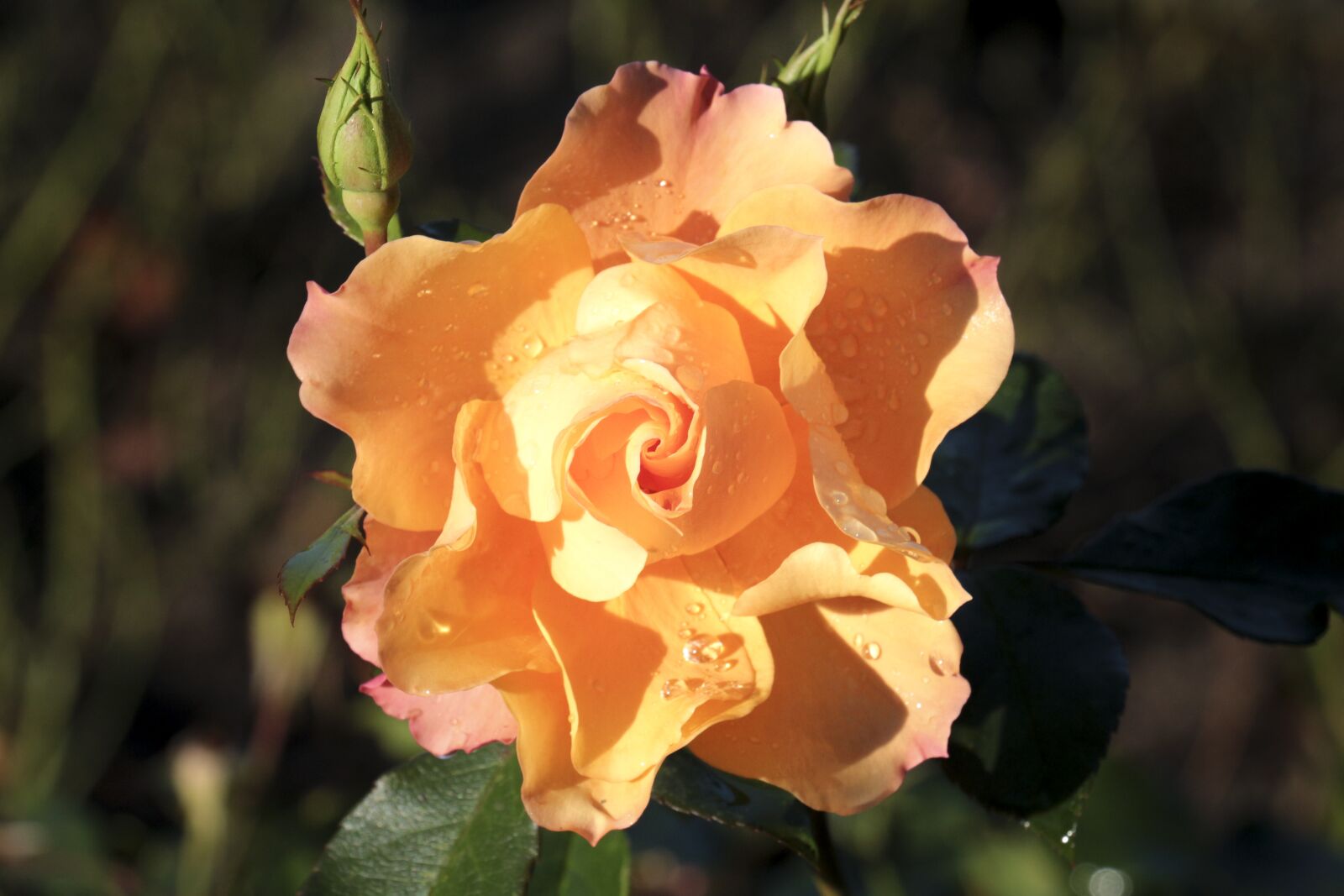 Canon EOS 700D (EOS Rebel T5i / EOS Kiss X7i) sample photo. Rose, dew, drip photography