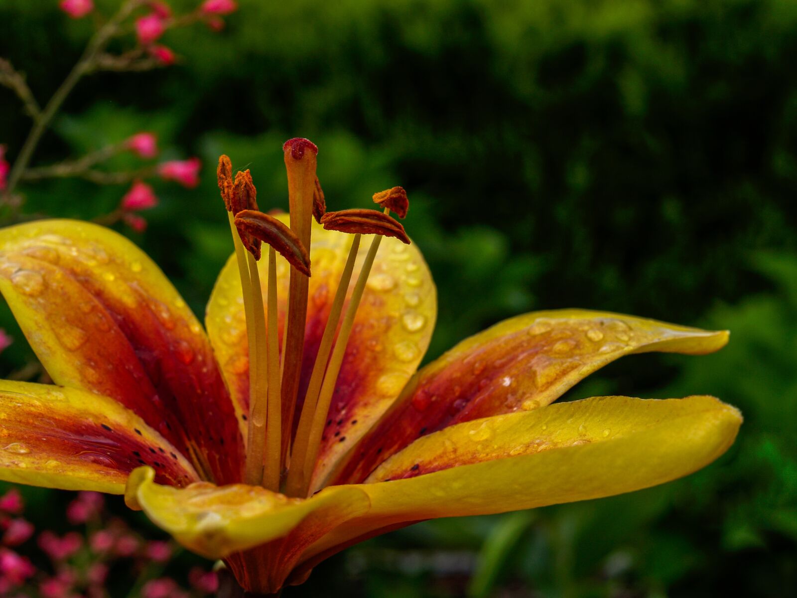 Olympus E-500 (EVOLT E-500) sample photo. Chalice, lily, yellow photography