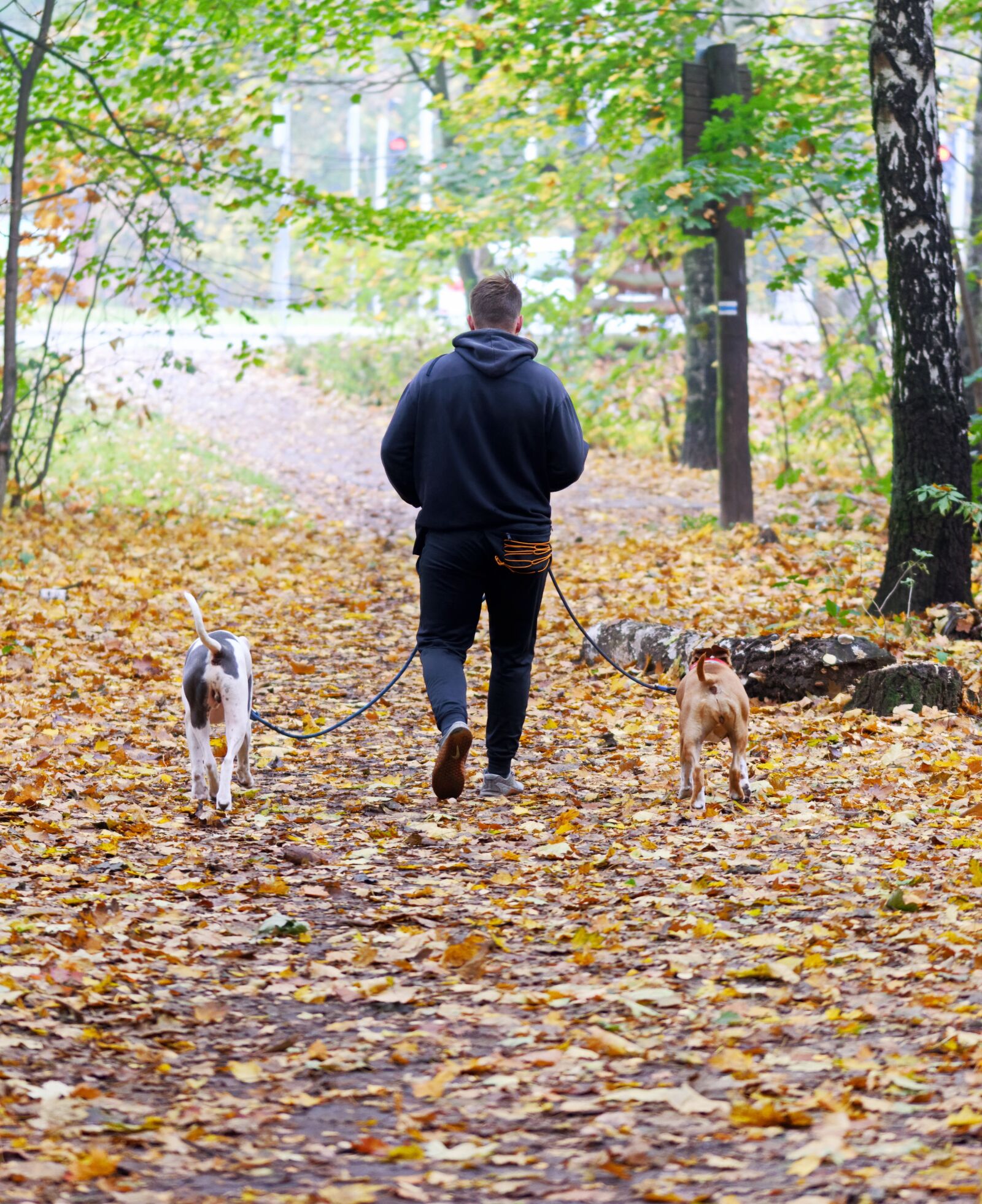 Nikon D5100 sample photo. Man, dogs, leash photography