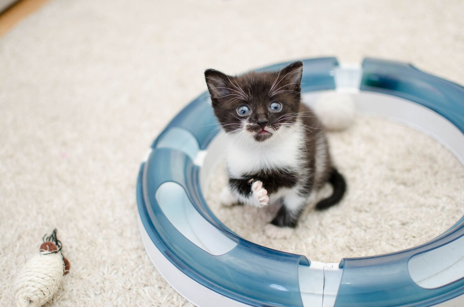 Nikon D7000 sample photo. Cat, kitten, domestic cat photography