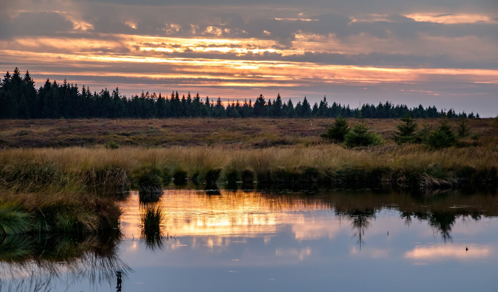 Canon EOS 80D sample photo. Moor, heide, nature photography