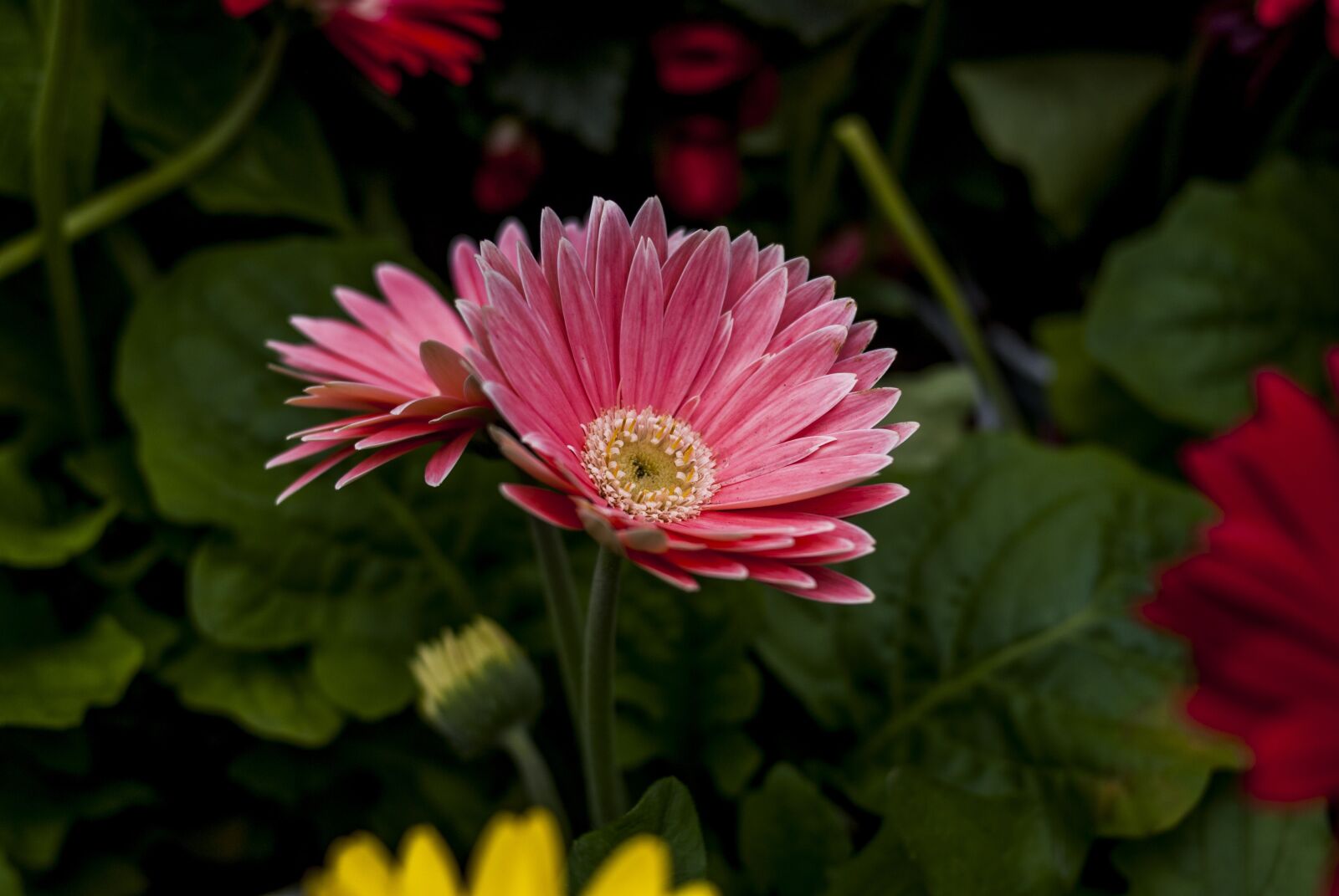 Nikon D60 sample photo. Beautiful flower, flower, plant photography