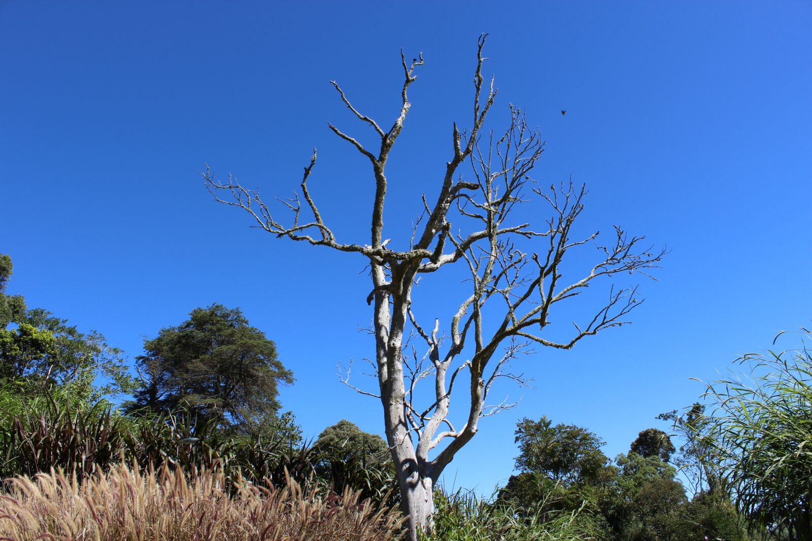 Canon EOS 1200D (EOS Rebel T5 / EOS Kiss X70 / EOS Hi) sample photo. Tree, dry, nature photography
