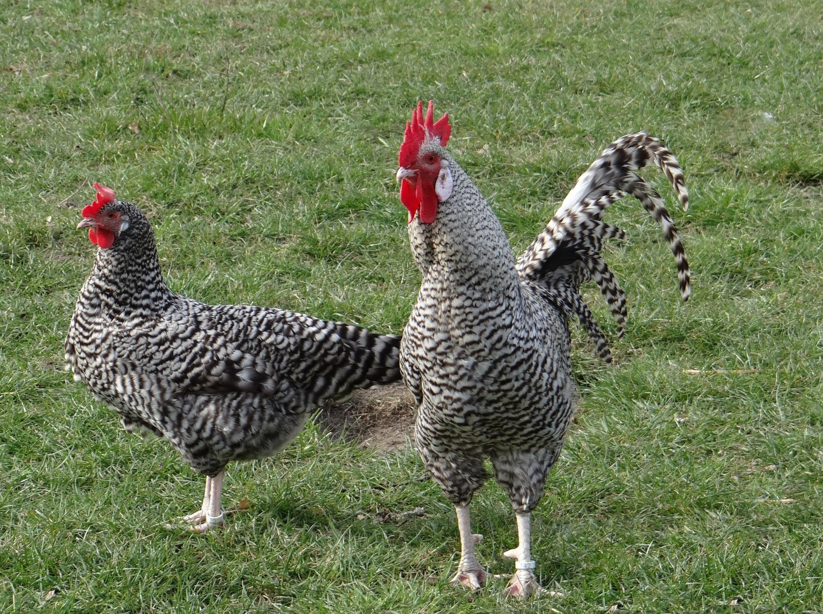 Sony DSC-HX200V sample photo. Hahn, german sperber, chicken photography