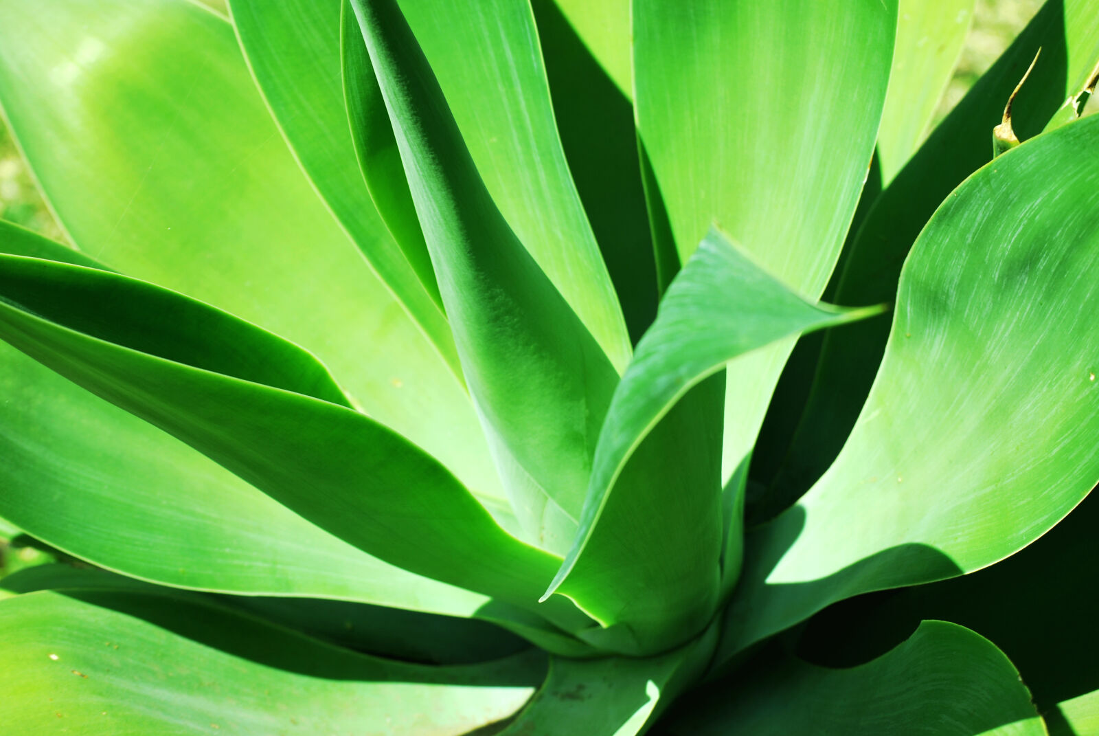 Nikon D60 sample photo. Green, plant, summer, sunny photography