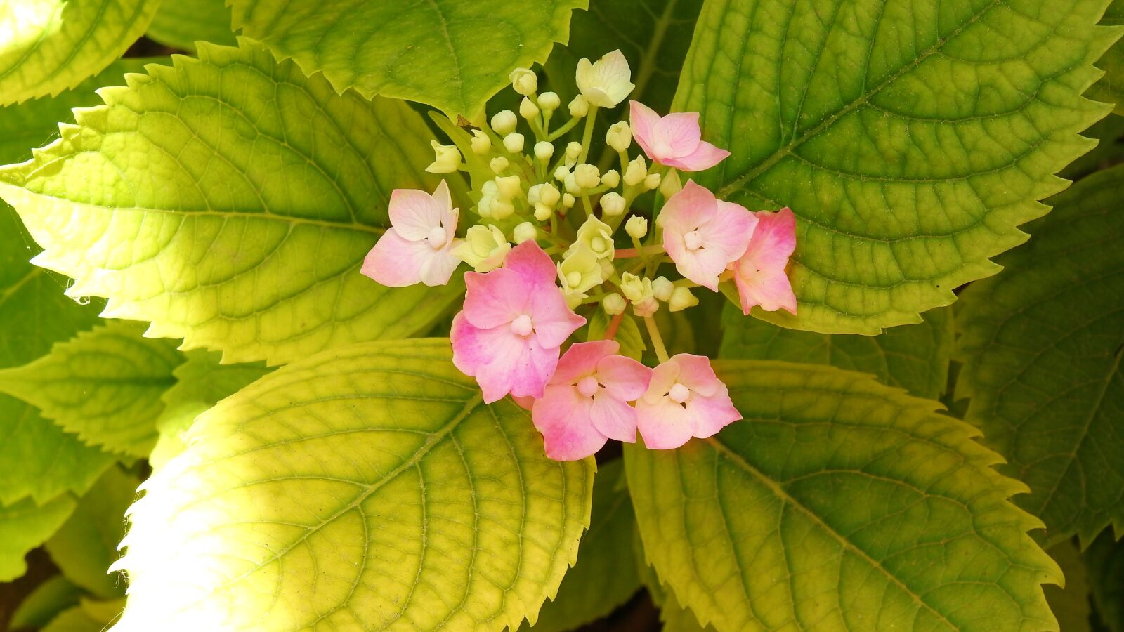 Nikon Coolpix P900 sample photo. Plant, ortenzia, rosa photography