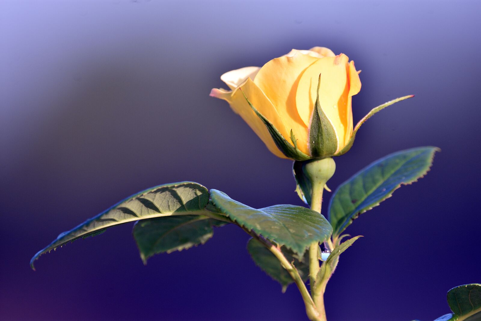 Nikon D3400 sample photo. Rose, roses, flower photography