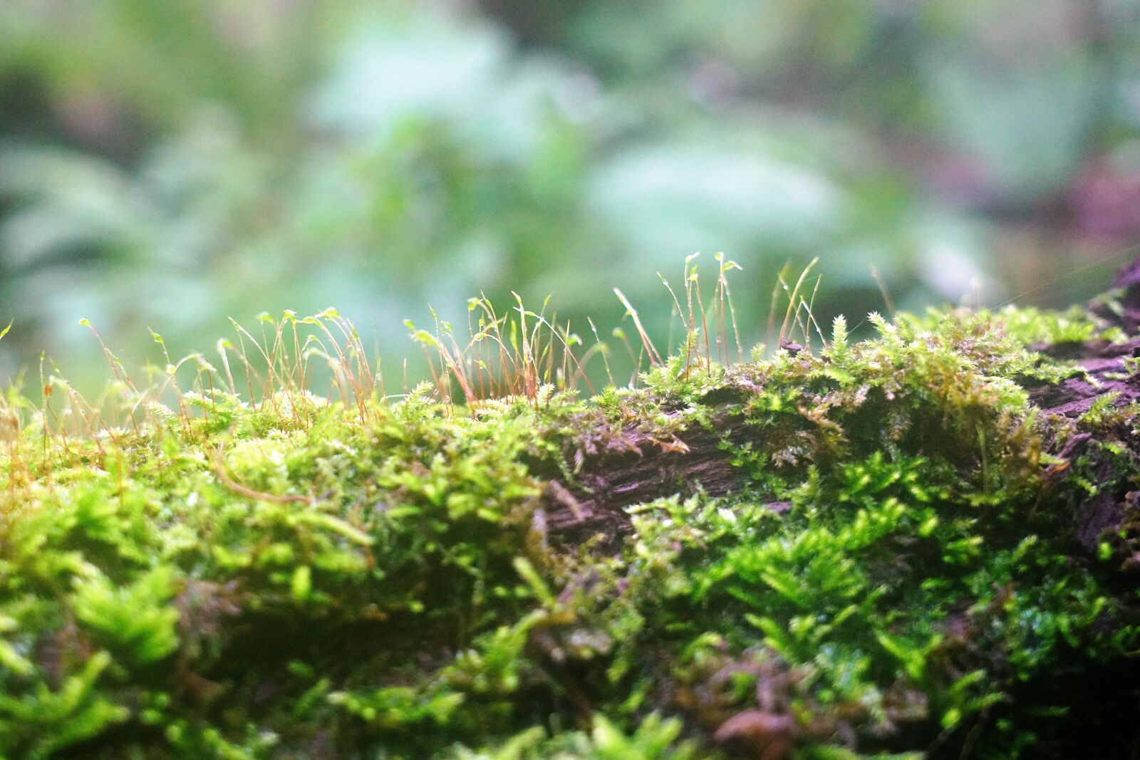 Sony FE 24-105mm F4 G OSS sample photo. Moss, brook, water photography