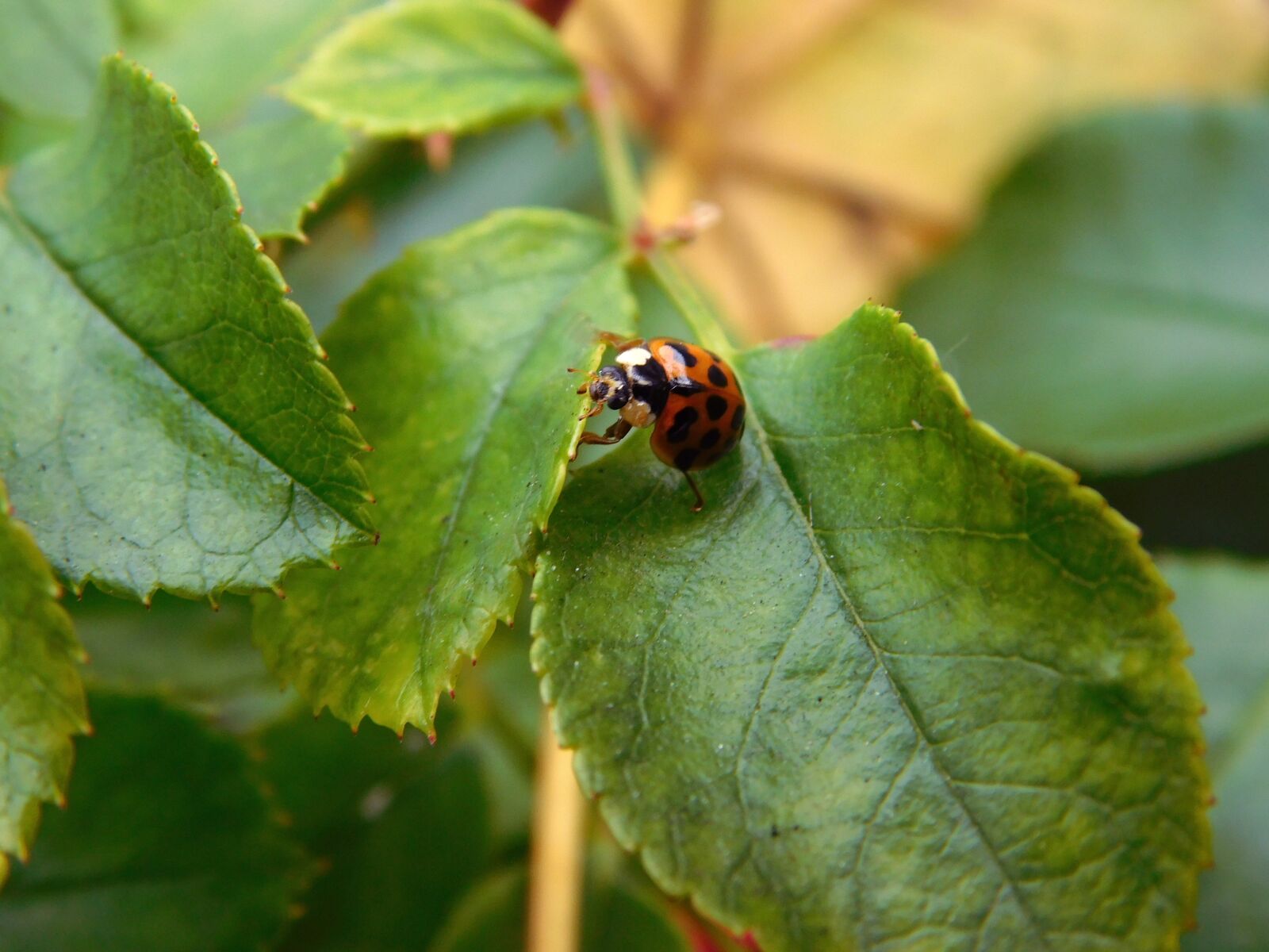 Nikon Coolpix L840 sample photo. Ladybug, lucky charm, luck photography