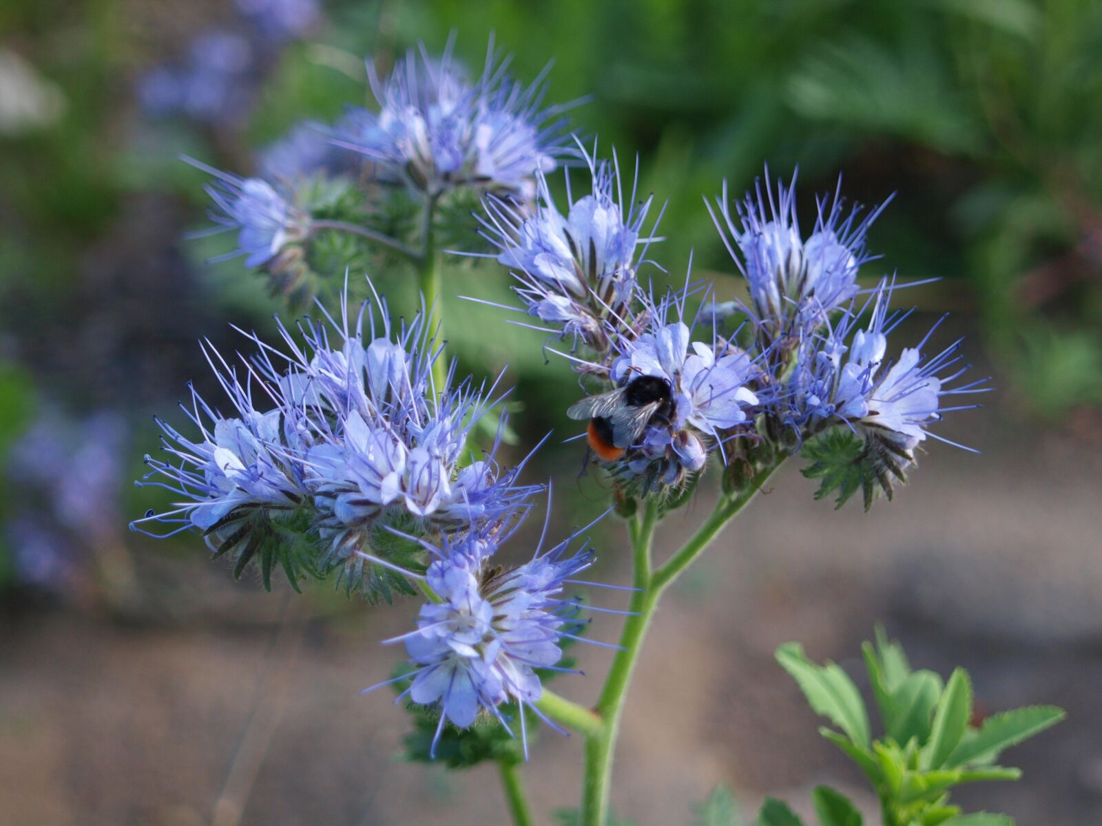 Olympus E-420 (EVOLT E-420) sample photo. Pointed flower, wild flower photography
