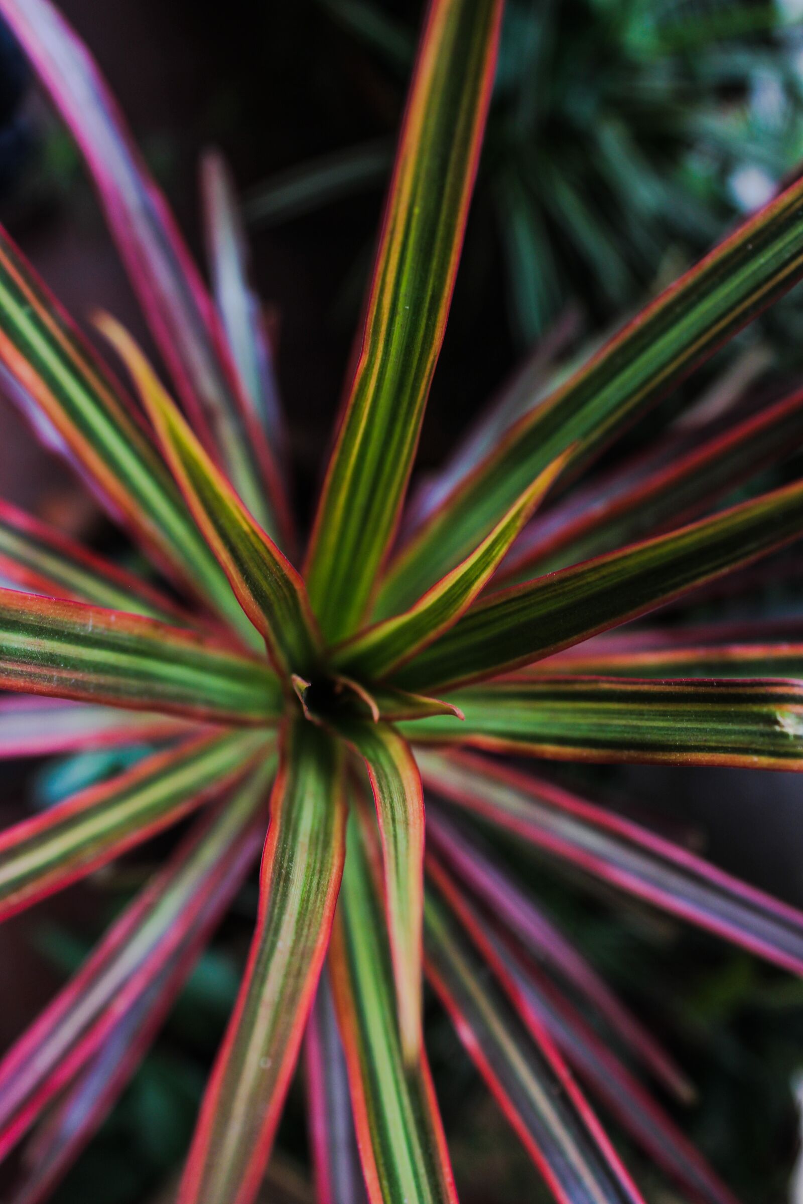 Canon EOS 600D (Rebel EOS T3i / EOS Kiss X5) sample photo. Palm tree, plant, nature photography