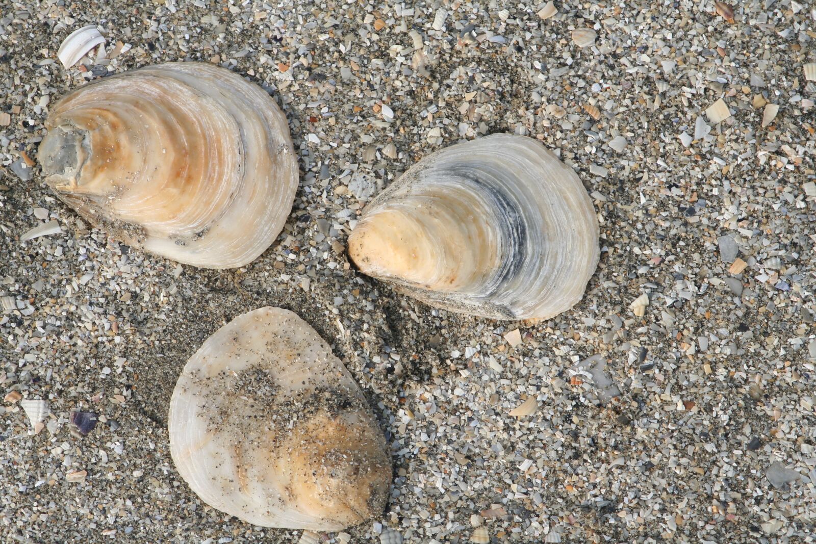 Canon EOS 350D (EOS Digital Rebel XT / EOS Kiss Digital N) sample photo. Beach, side, shell photography