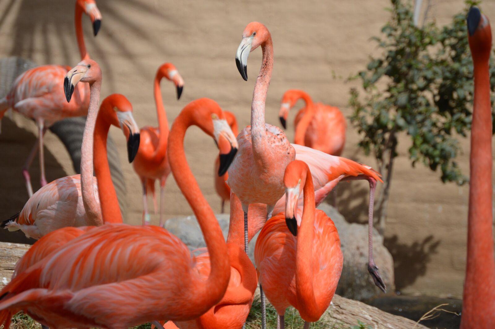 Nikon D3200 sample photo. Flamingos, zoo, animal photography