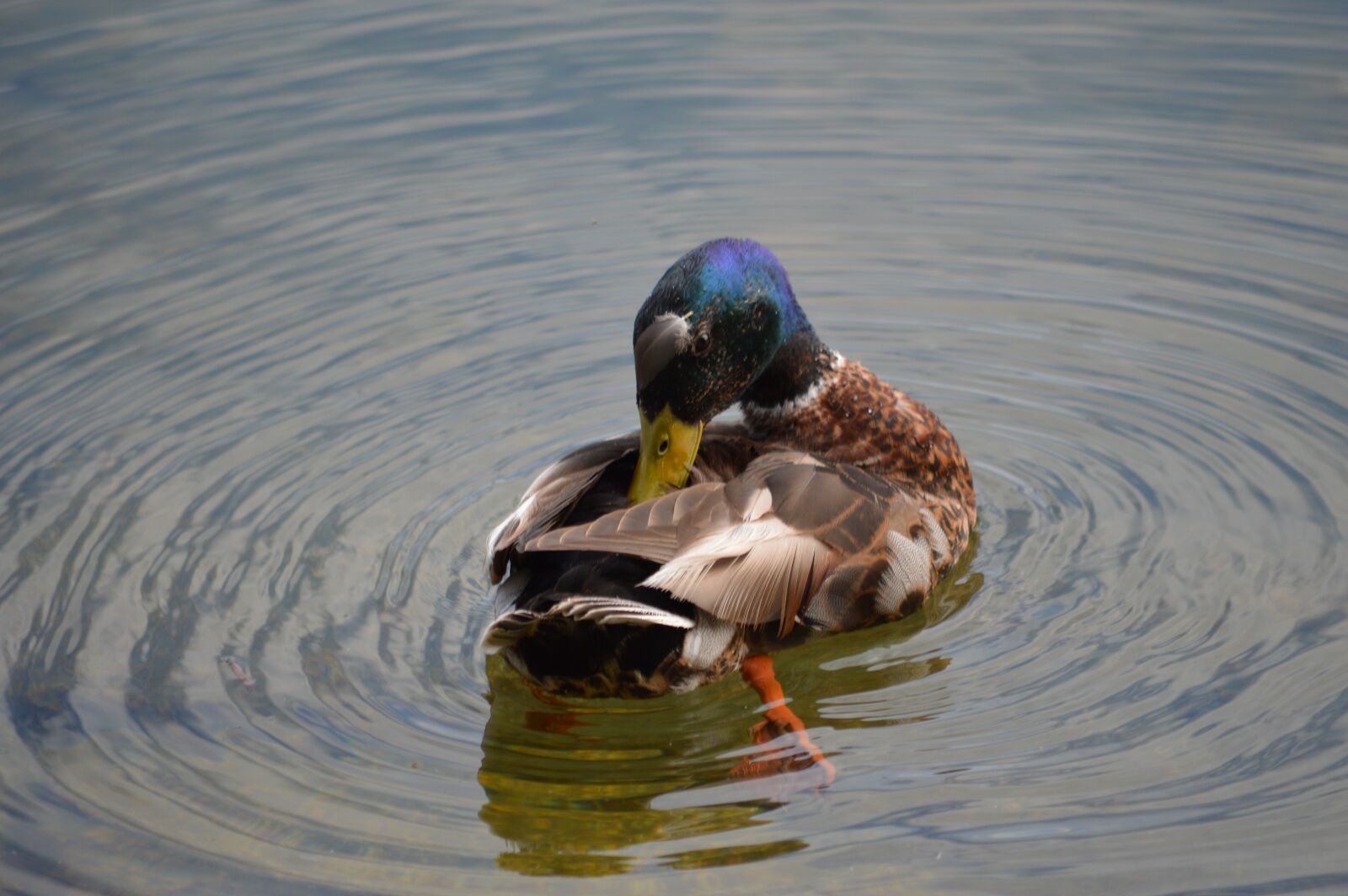 Nikon D3200 sample photo. Duck, waters, lake photography