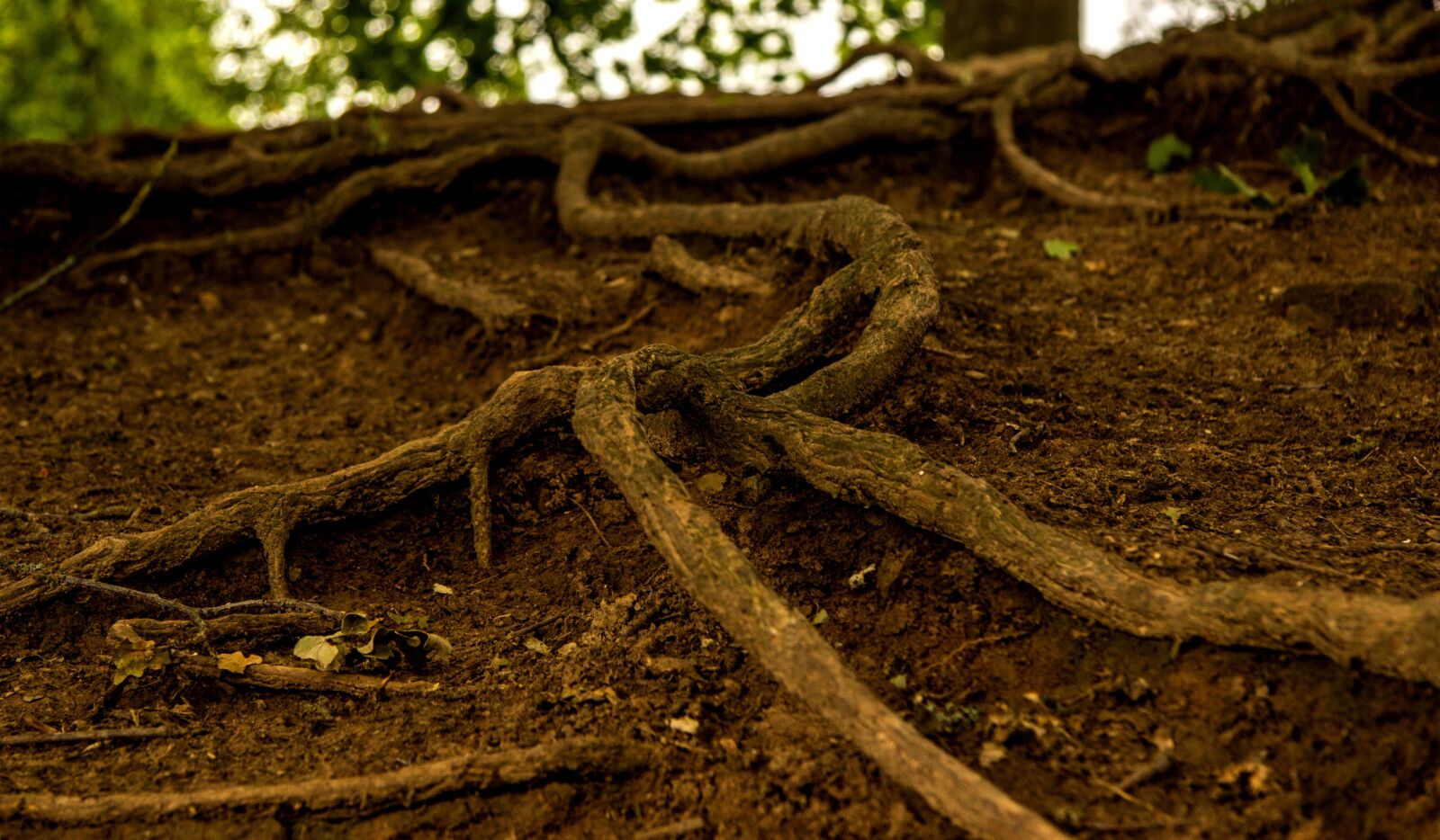 Canon EF-S 17-85mm F4-5.6 IS USM sample photo. Root, tree, rooted photography