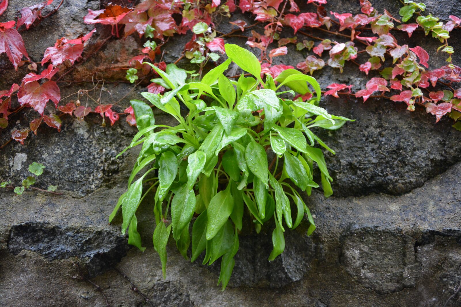 Nikon D5200 sample photo. Vegetation, wall, plants photography