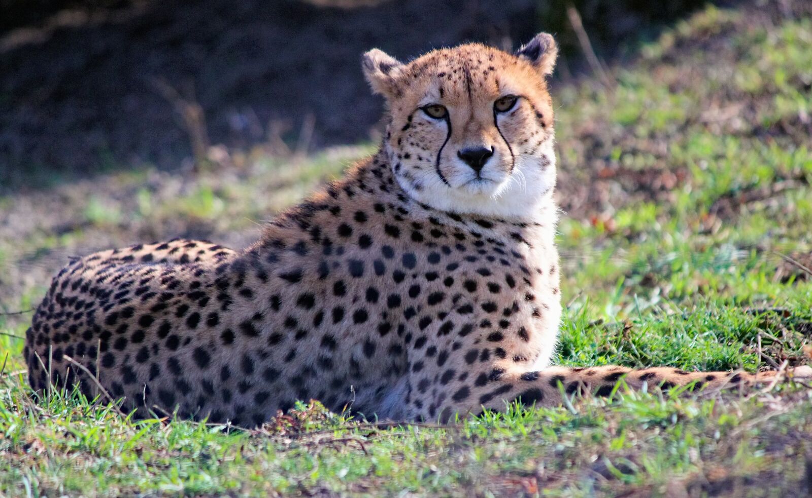 Canon EOS 550D (EOS Rebel T2i / EOS Kiss X4) sample photo. Cheetah, beast, feline photography