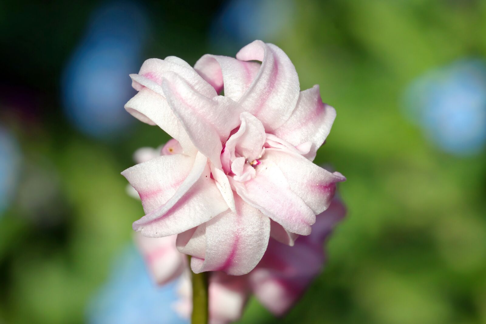 Nikon D5300 sample photo. Flower, hyacinth, petals photography