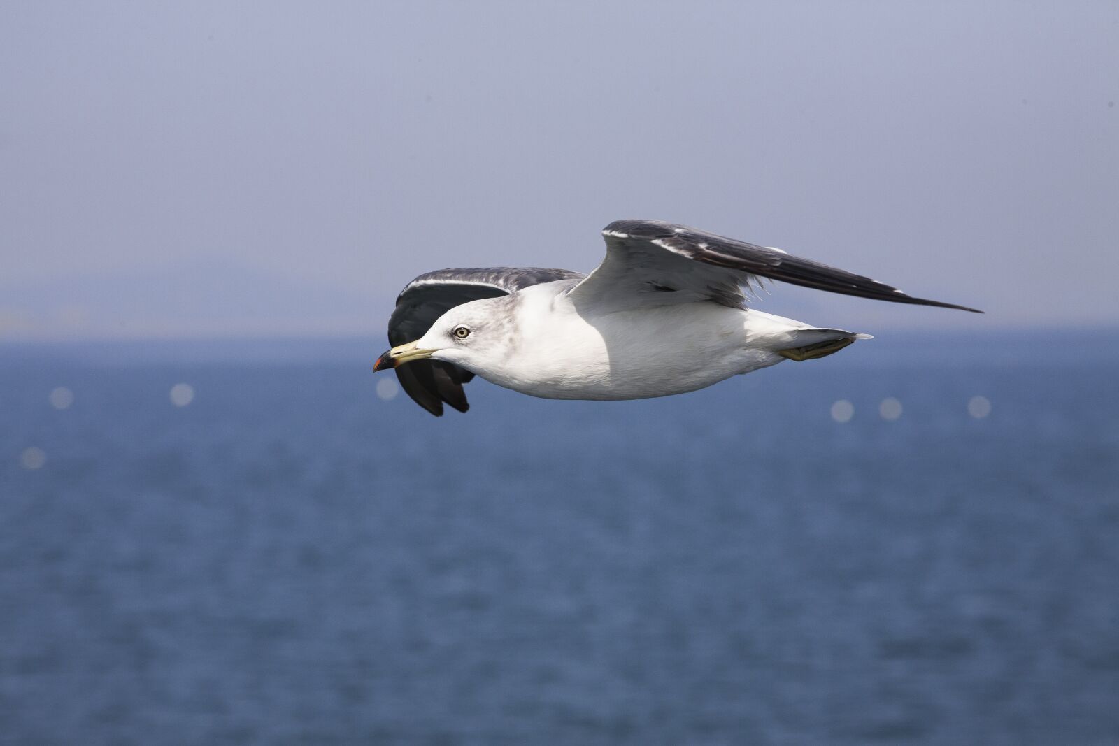 Canon EOS 5D + Canon EF 70-200mm F2.8L USM sample photo. Seagull, new, animal photography