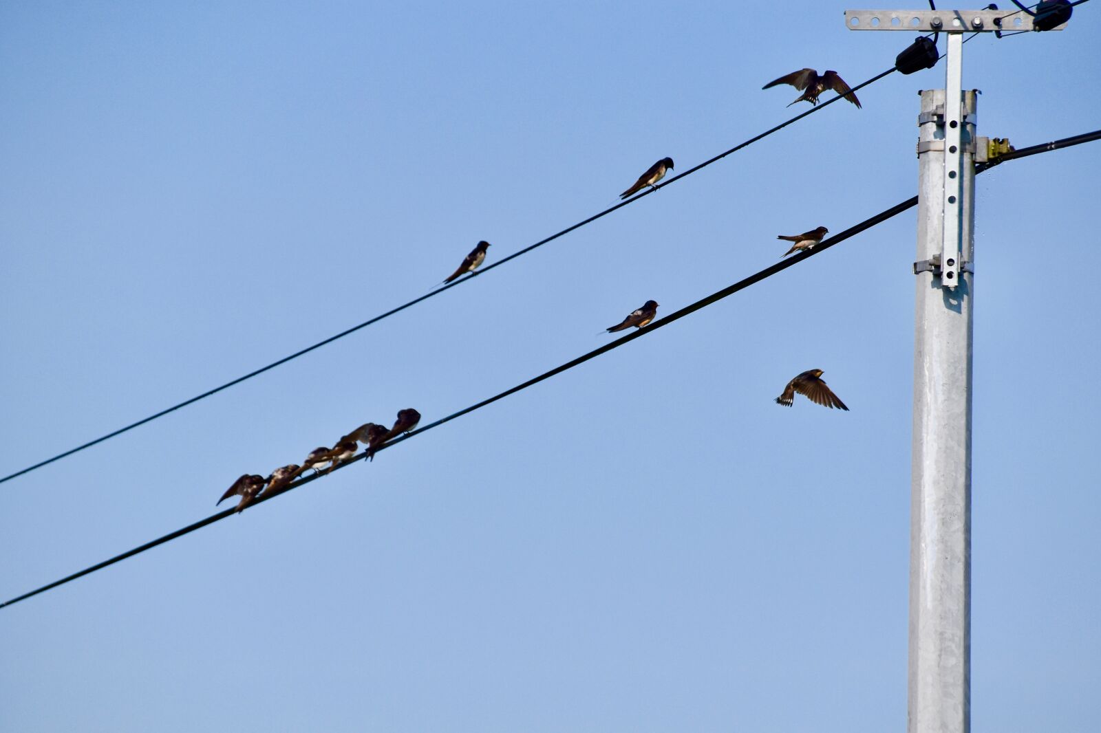 Nikon D5600 sample photo. Birds, swallows, birds perched photography
