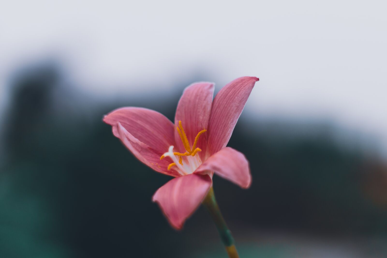 Canon EOS 200D (EOS Rebel SL2 / EOS Kiss X9) + Canon EF 50mm F1.8 STM sample photo. Flower, blossom, nature photography