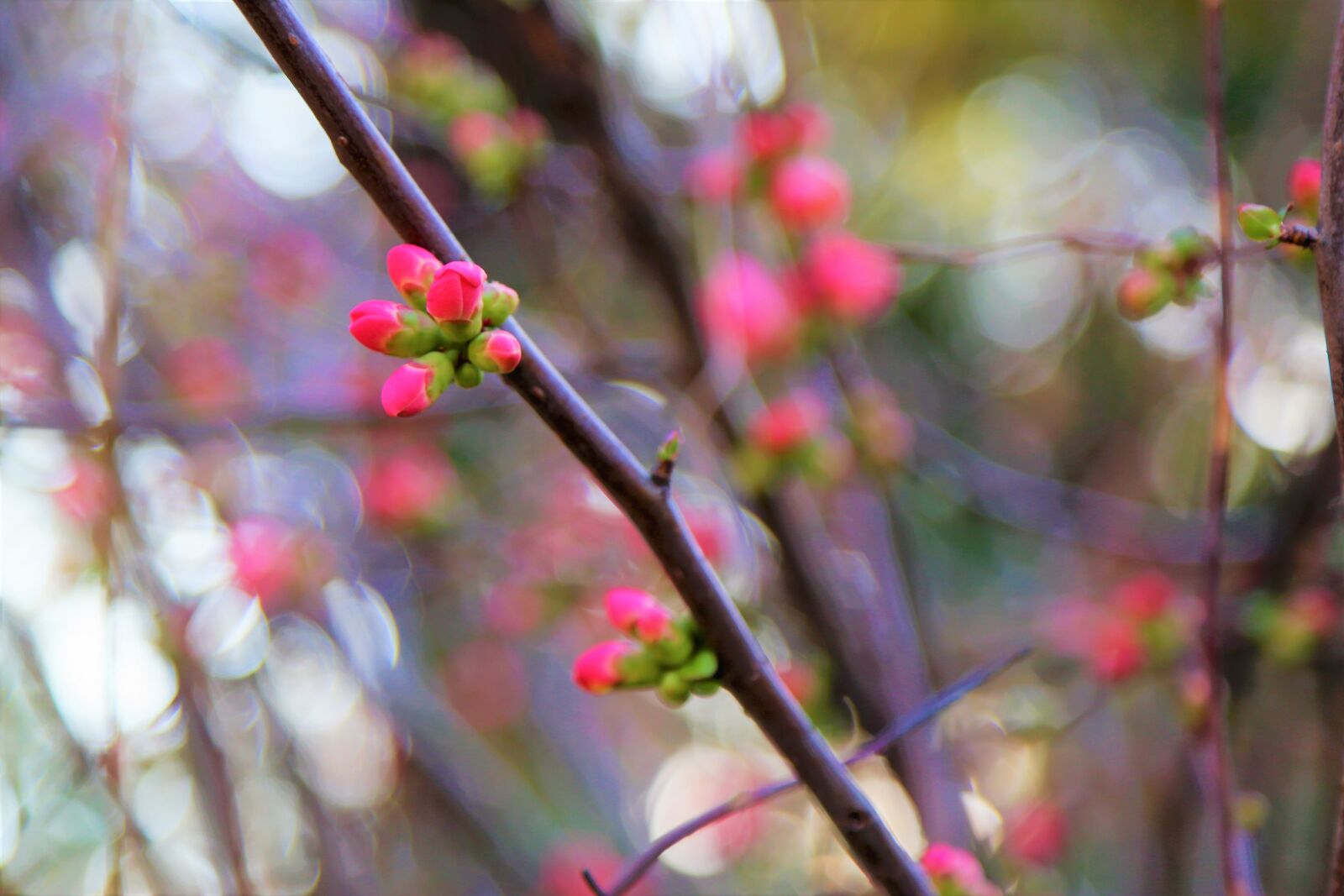 Canon EOS 5D Mark III sample photo. Spring, flower, nature photography