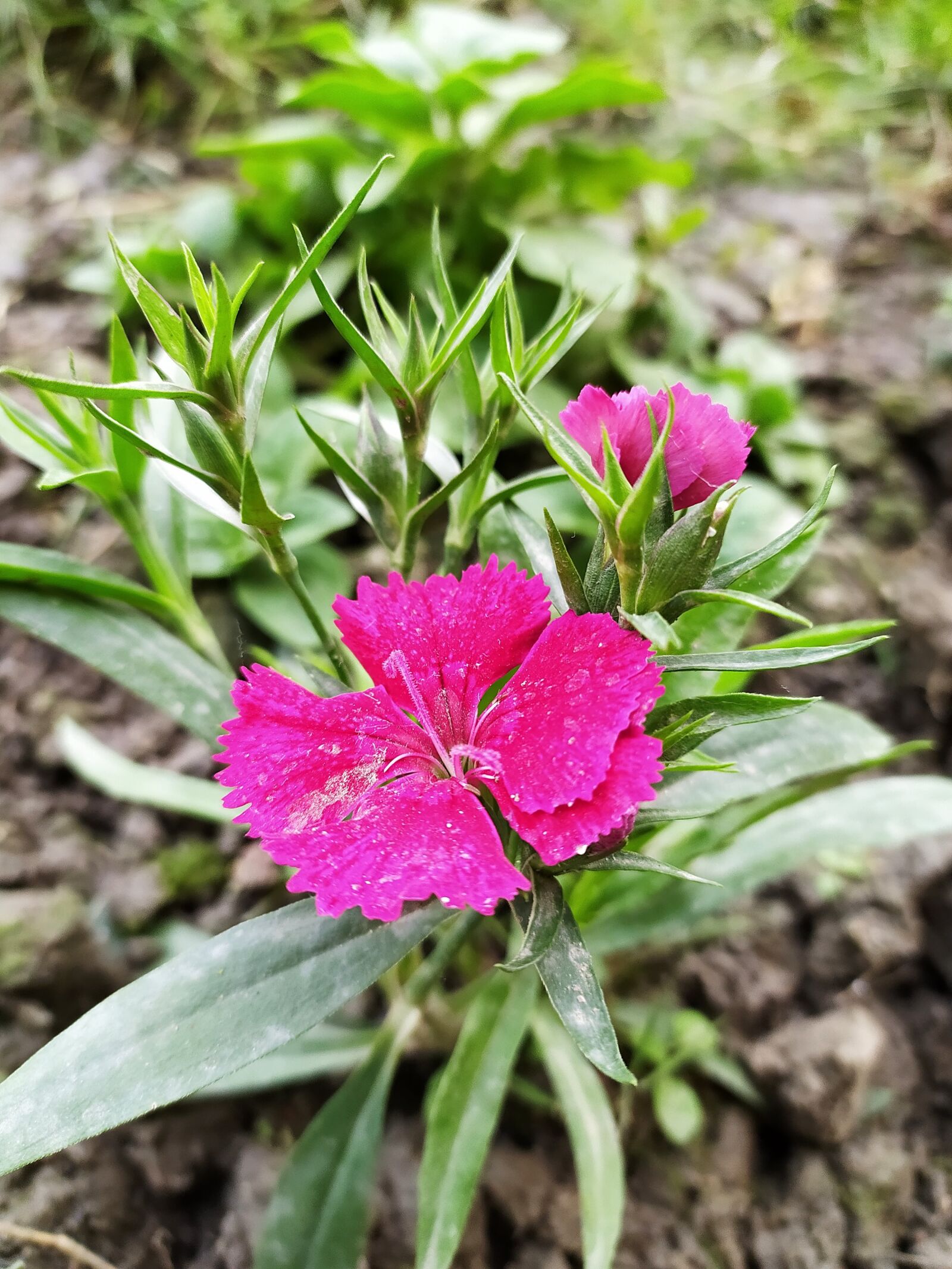 Xiaomi Redmi Note 8 sample photo. Flower, wild, wildflowers photography