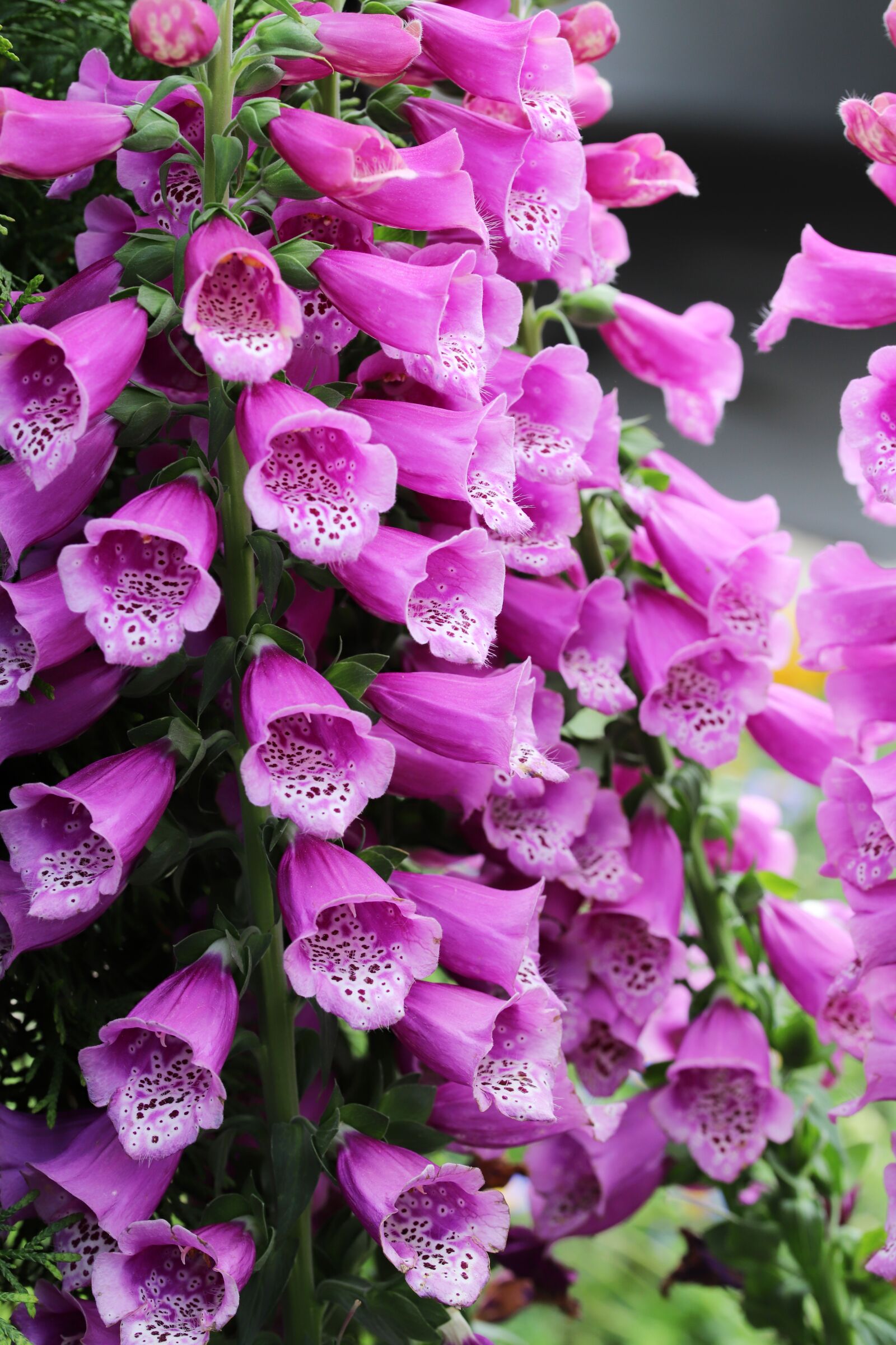 Canon EOS 6D Mark II sample photo. Flowers, plants, nature photography