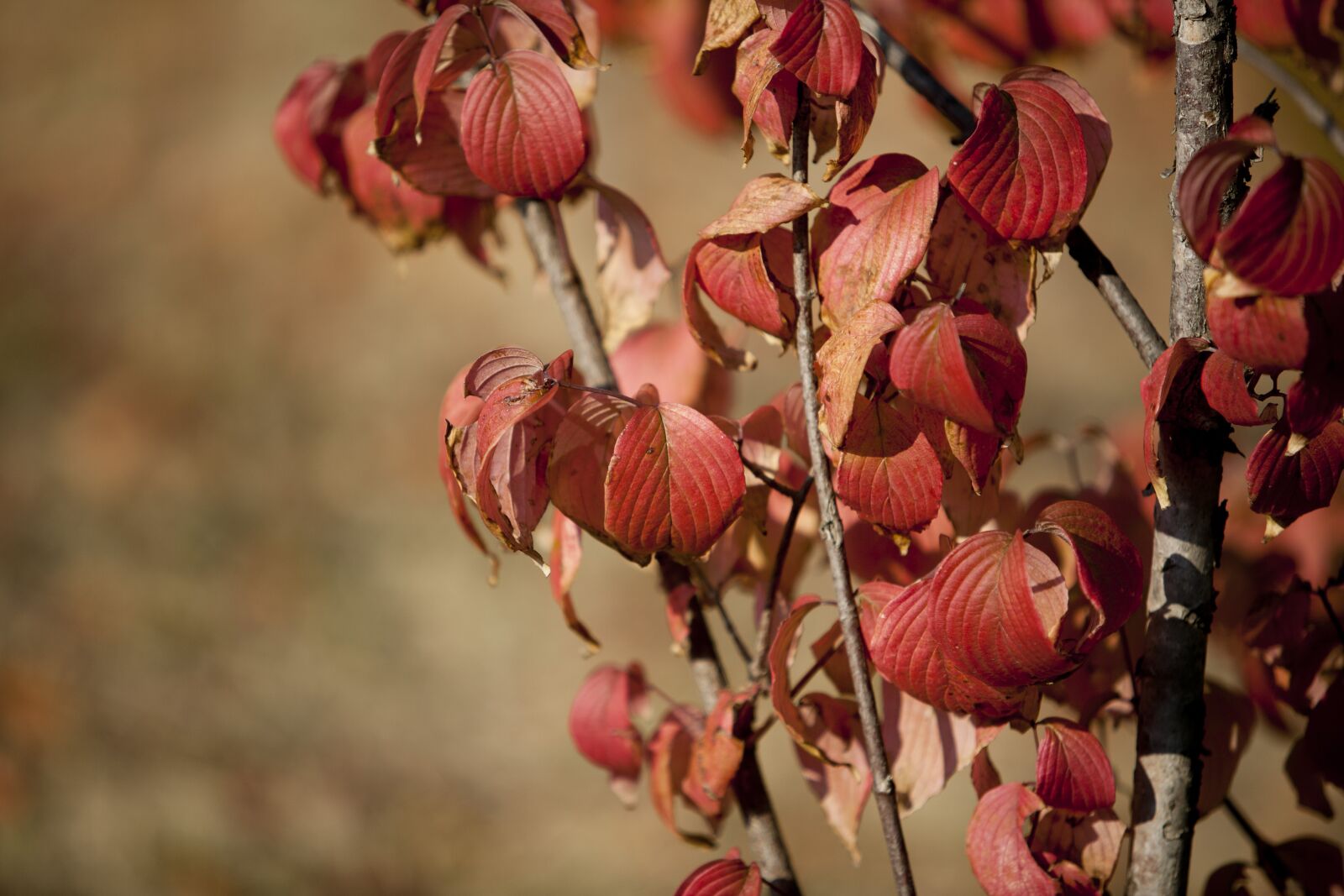 Canon EOS 5D sample photo. Autumn leaves, autumn, leaves photography