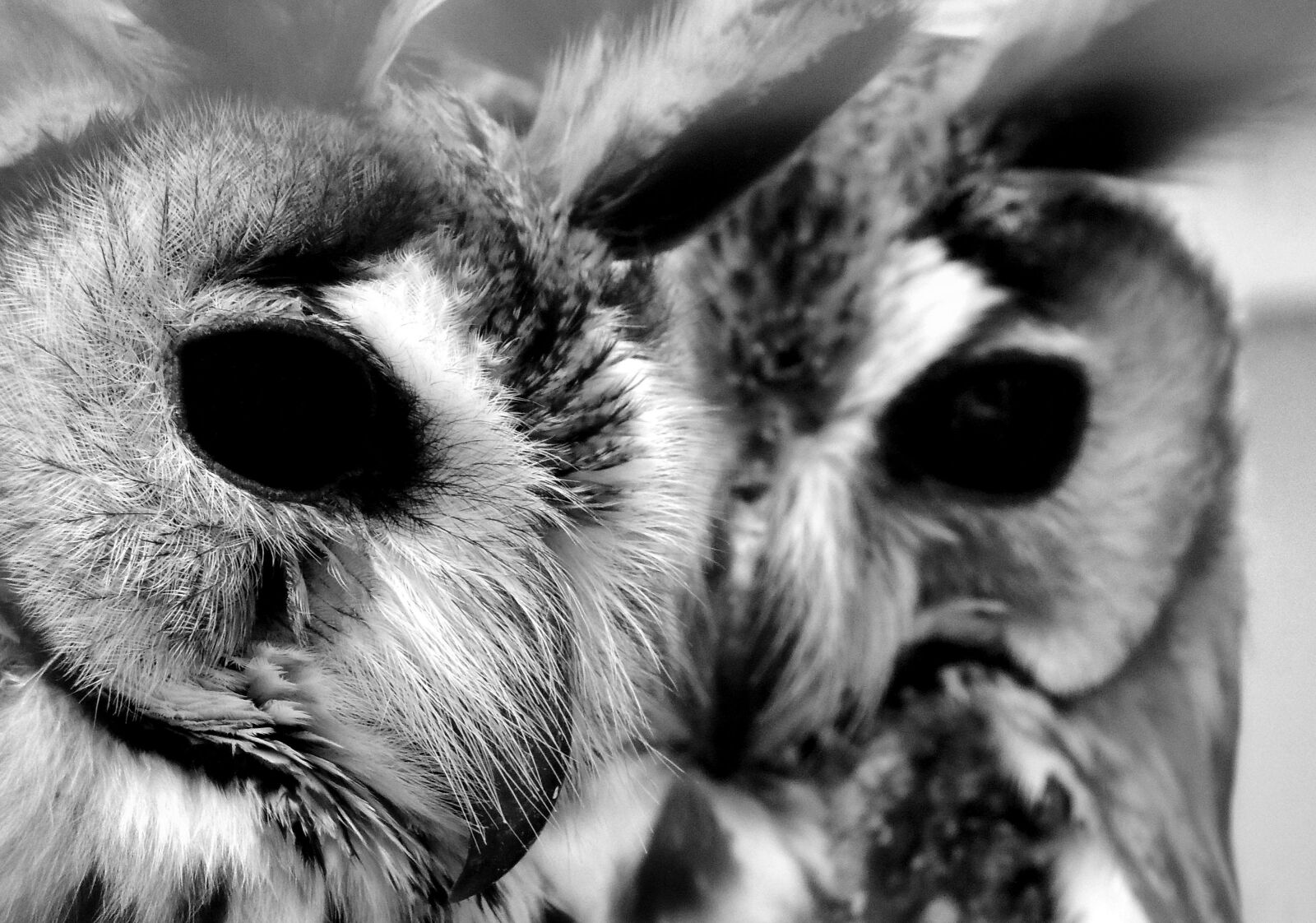 Nikon Coolpix P510 sample photo. Owl, owls, black white photography