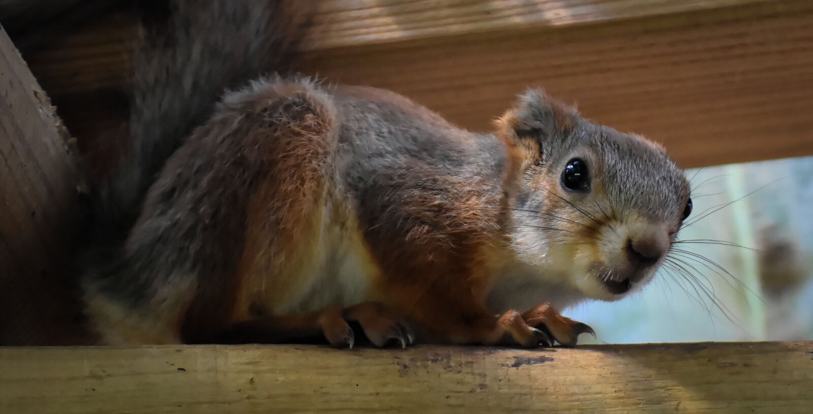 Nikon D7200 sample photo. Nager, cute, animal photography