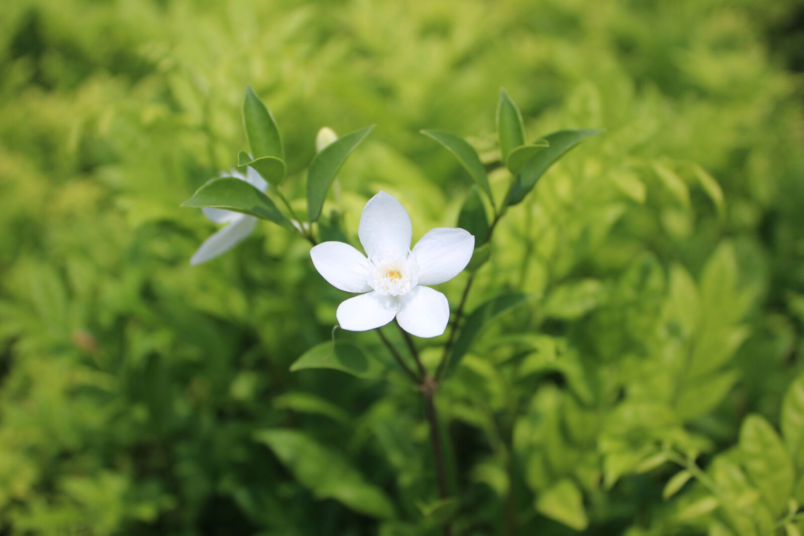 Canon EF-S 18-55mm F3.5-5.6 IS sample photo. White, daisy, garden photography
